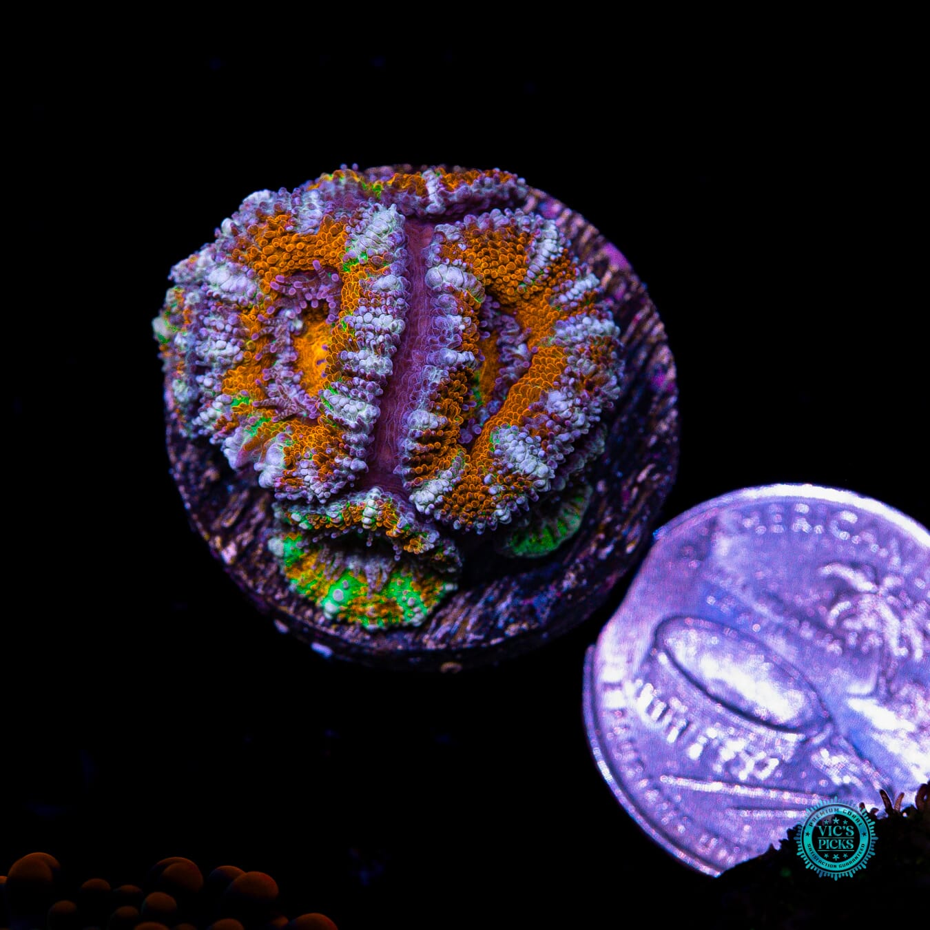 Clown Car Aussie Lord - Actinic Photo