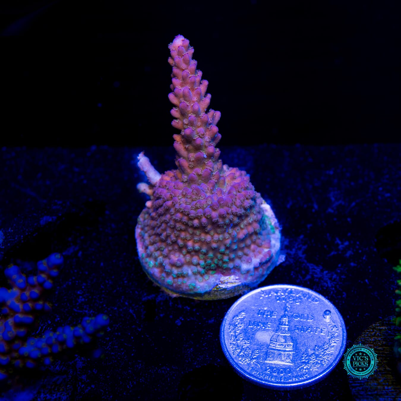 WWC Dreamweaver Acropora - Actinic Photo