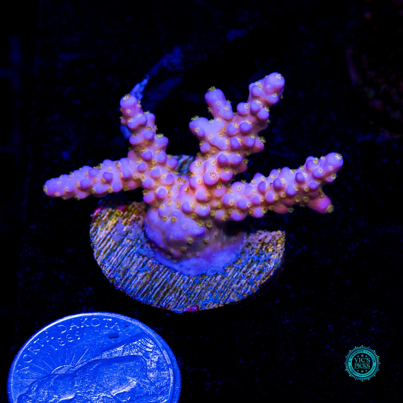 WWC All Star Acropora - Actinic Photo