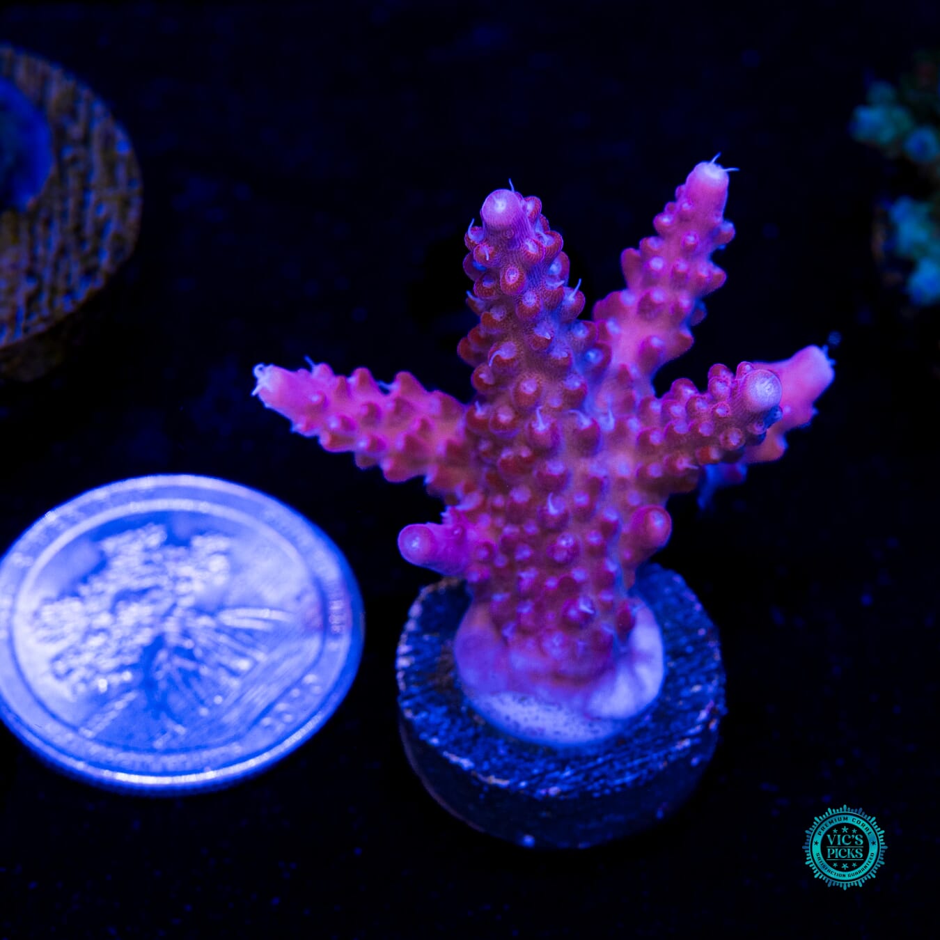 Jason Fox B-33 Bomber Acropora - Actinic Photo