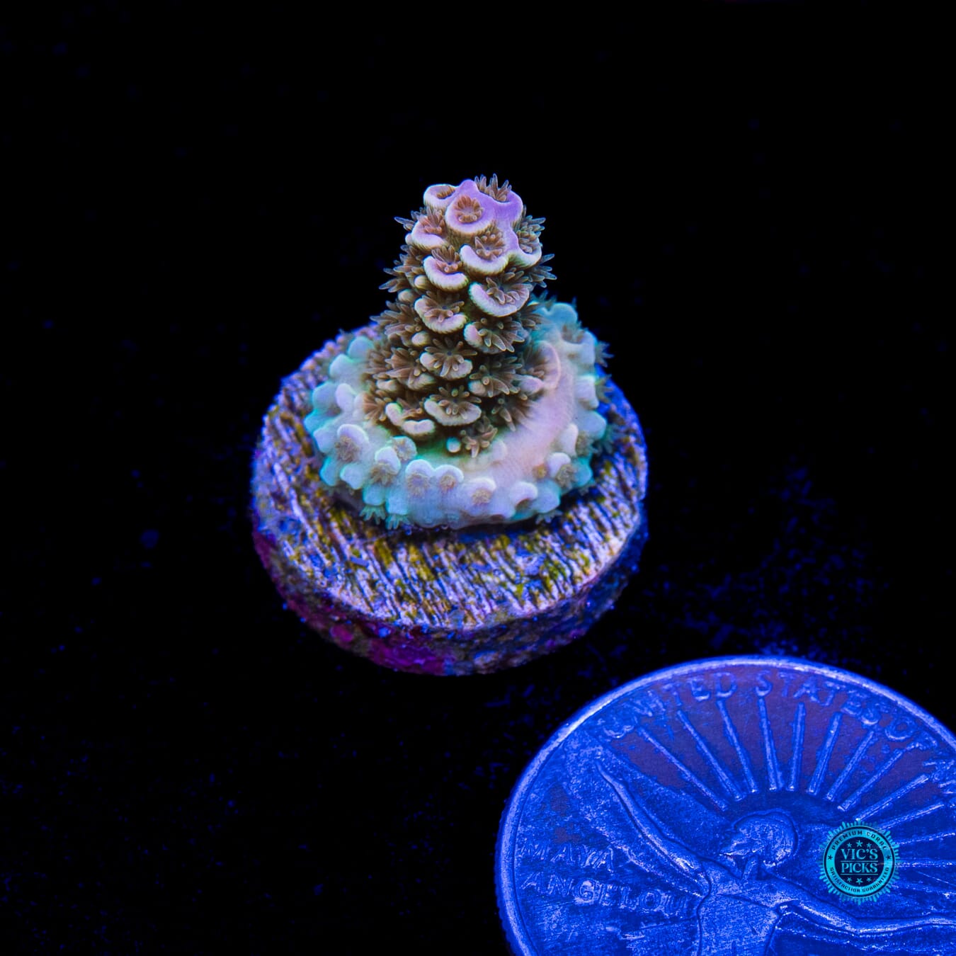 POTO Goofy Homewrecker Tenuis Acropora - Actinic Photo