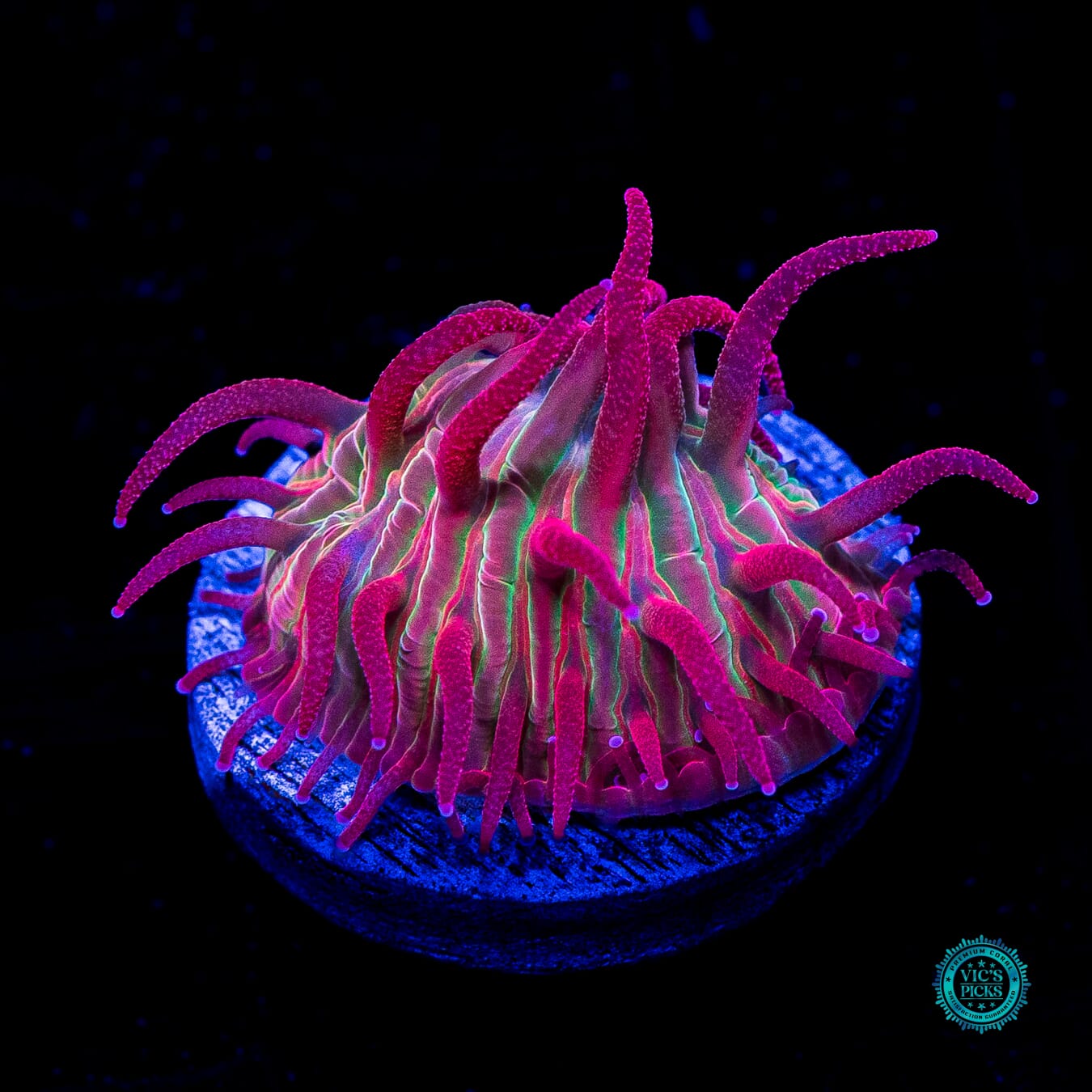 WWC Zombie Apocalypse Diaseris - Daylight Photo