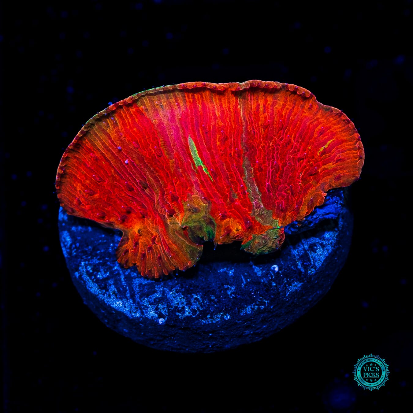 WWC Diablo Diaseris Plate - Daylight Photo