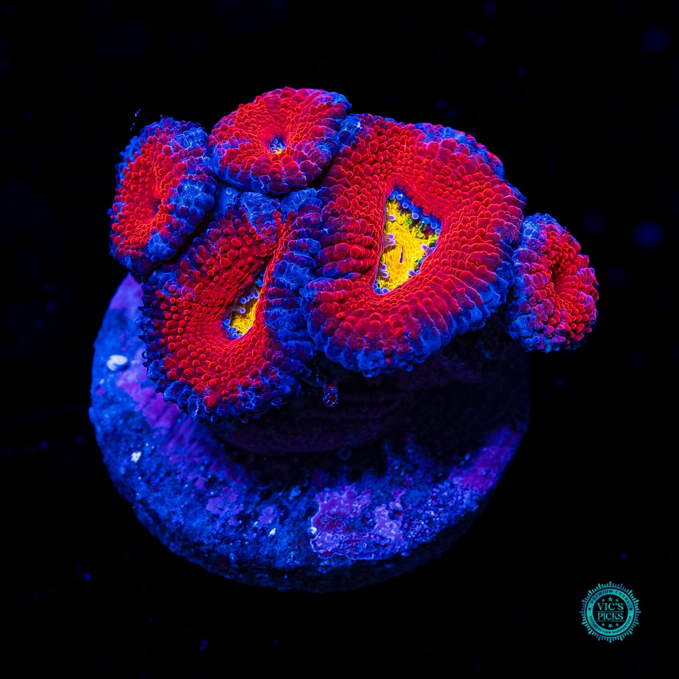 Lava Bomb Aussie Lord - Daylight Photo