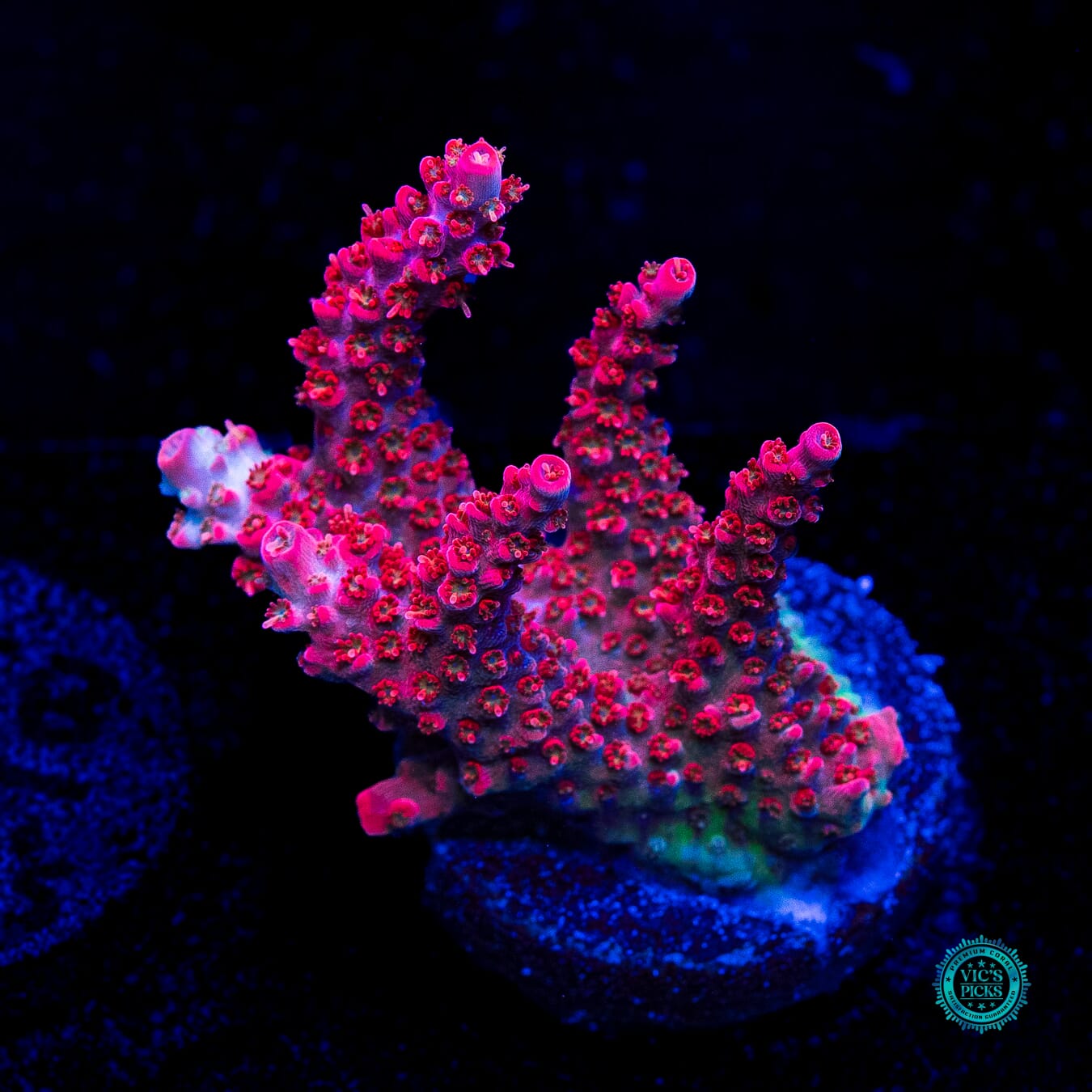 WWC Pantera Rosa Acropora - Daylight Photo