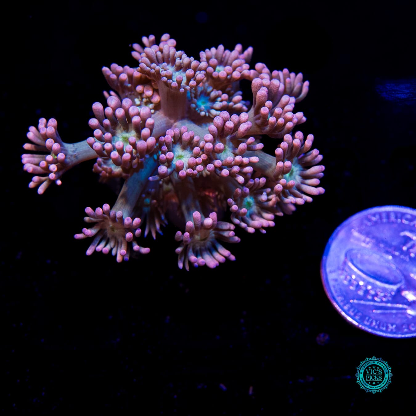 WWC Bay Watch Goniopora - Actinic Photo