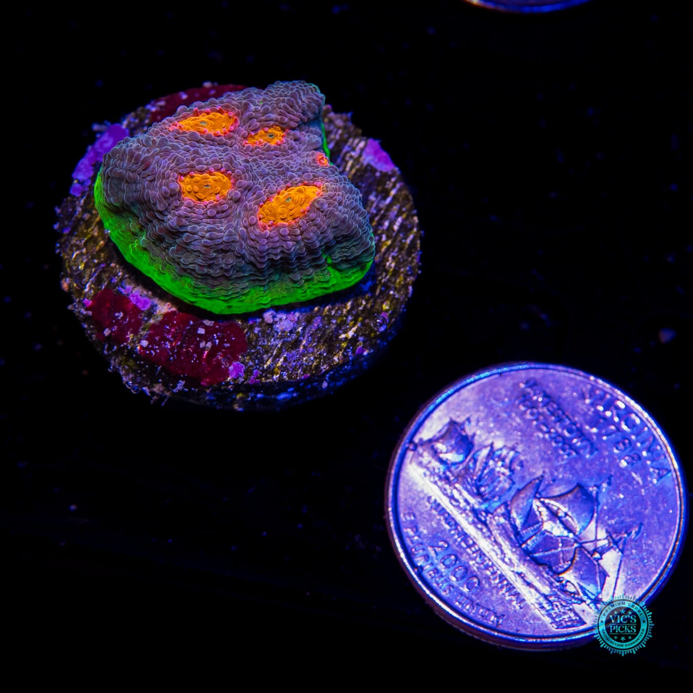 Jason Fox Crazy Fox Chalice - Actinic Photo