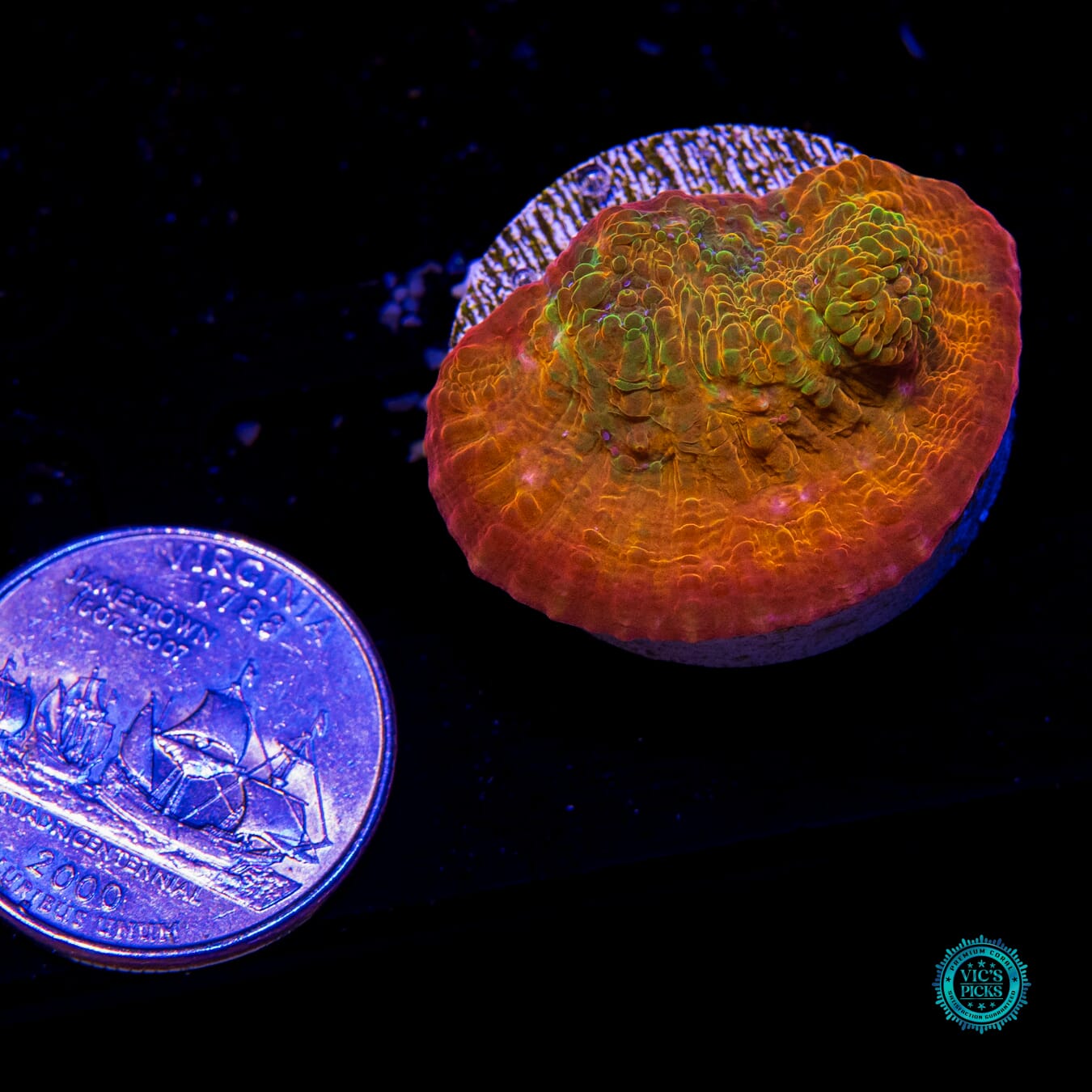 POTO Rainbow Peacock Chalice - Actinic Photo