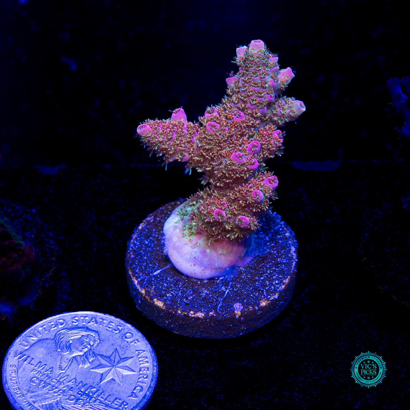 WWC Jello Shot Acropora