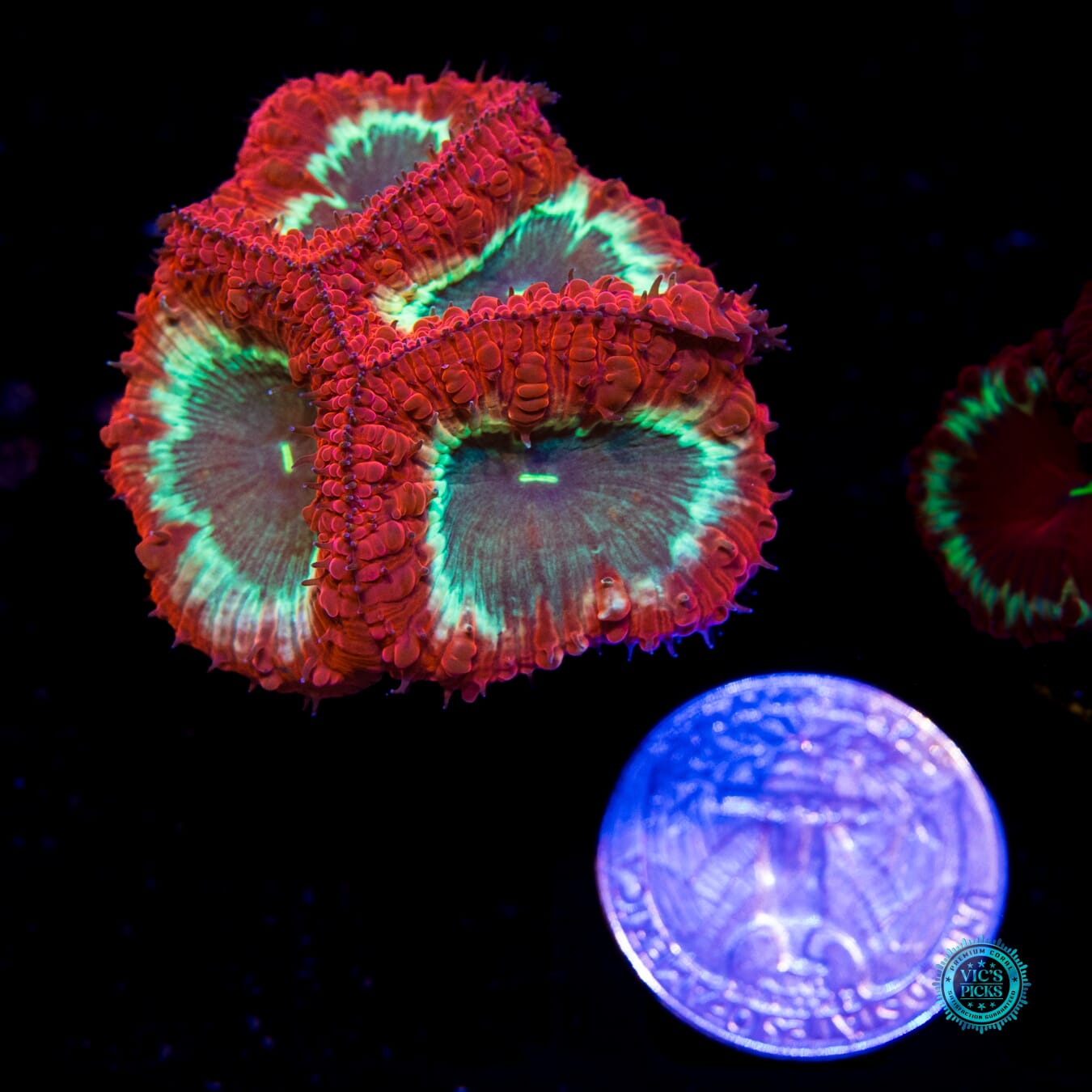 Venomstrike Blastomussa - Actinic Photo