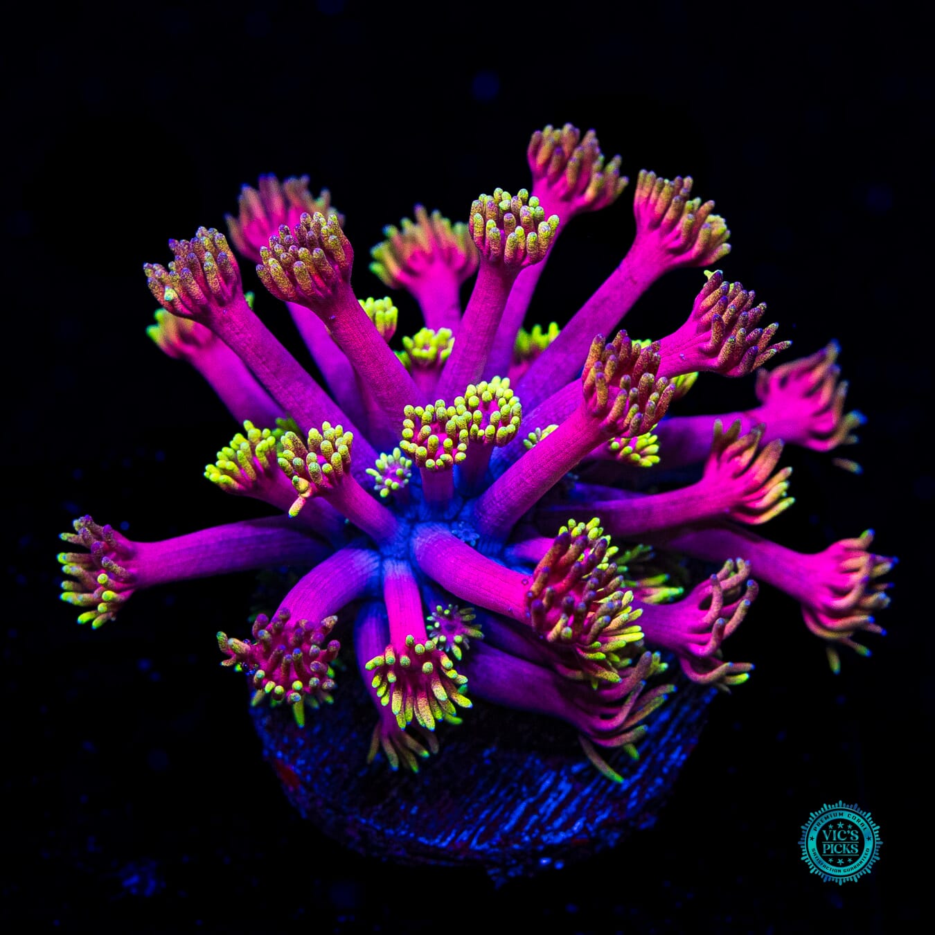 WWC Hollywood Nights Goniopora - Daylight Photo