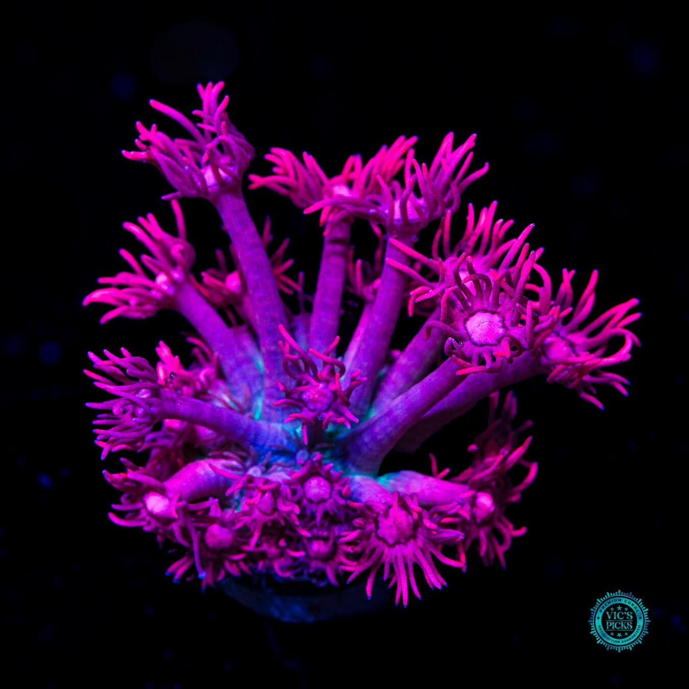 WWC Scorching Pink Lady Goniopora - Daylight Photo