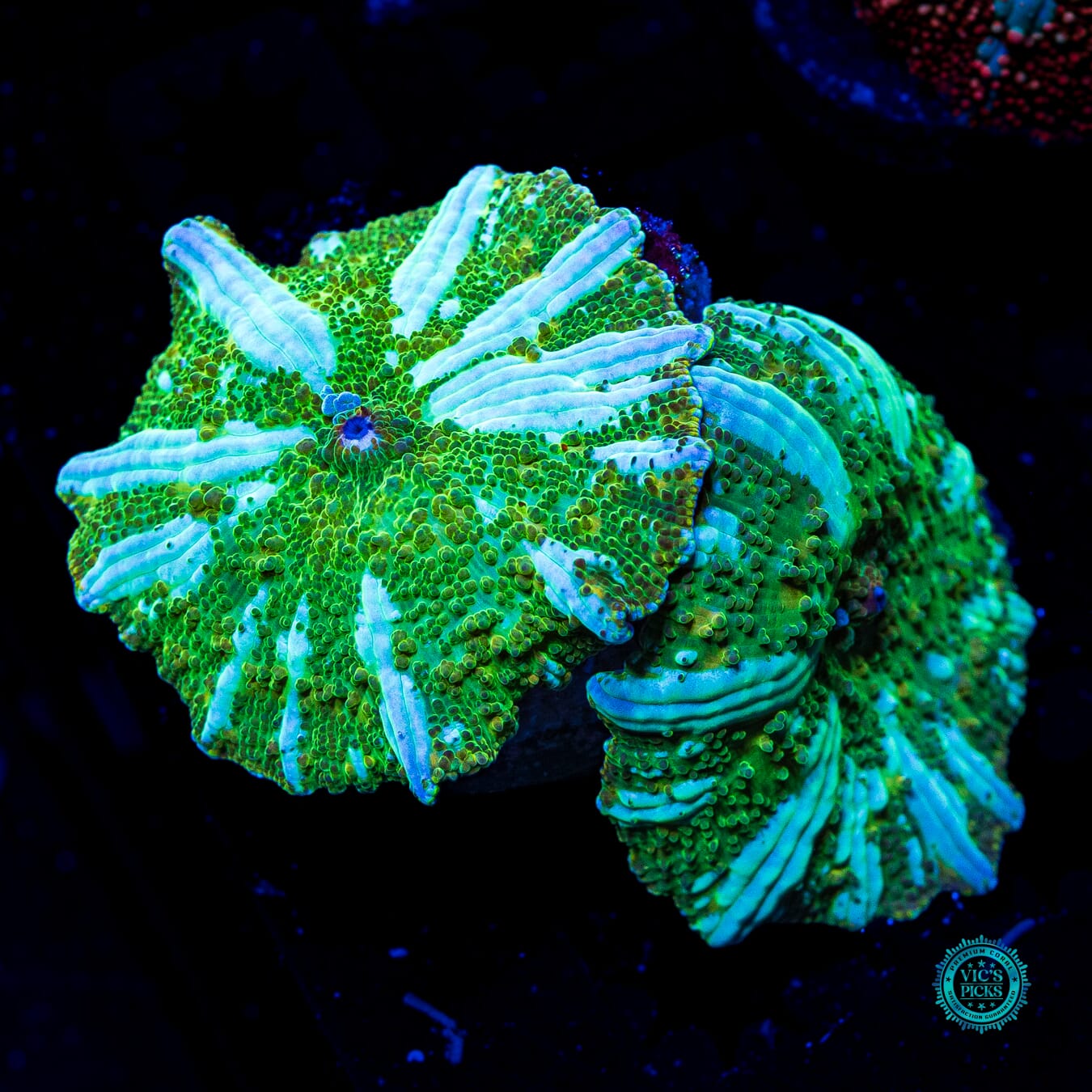 Interstellar Iguana Disco Mushroom - Daylight Photo