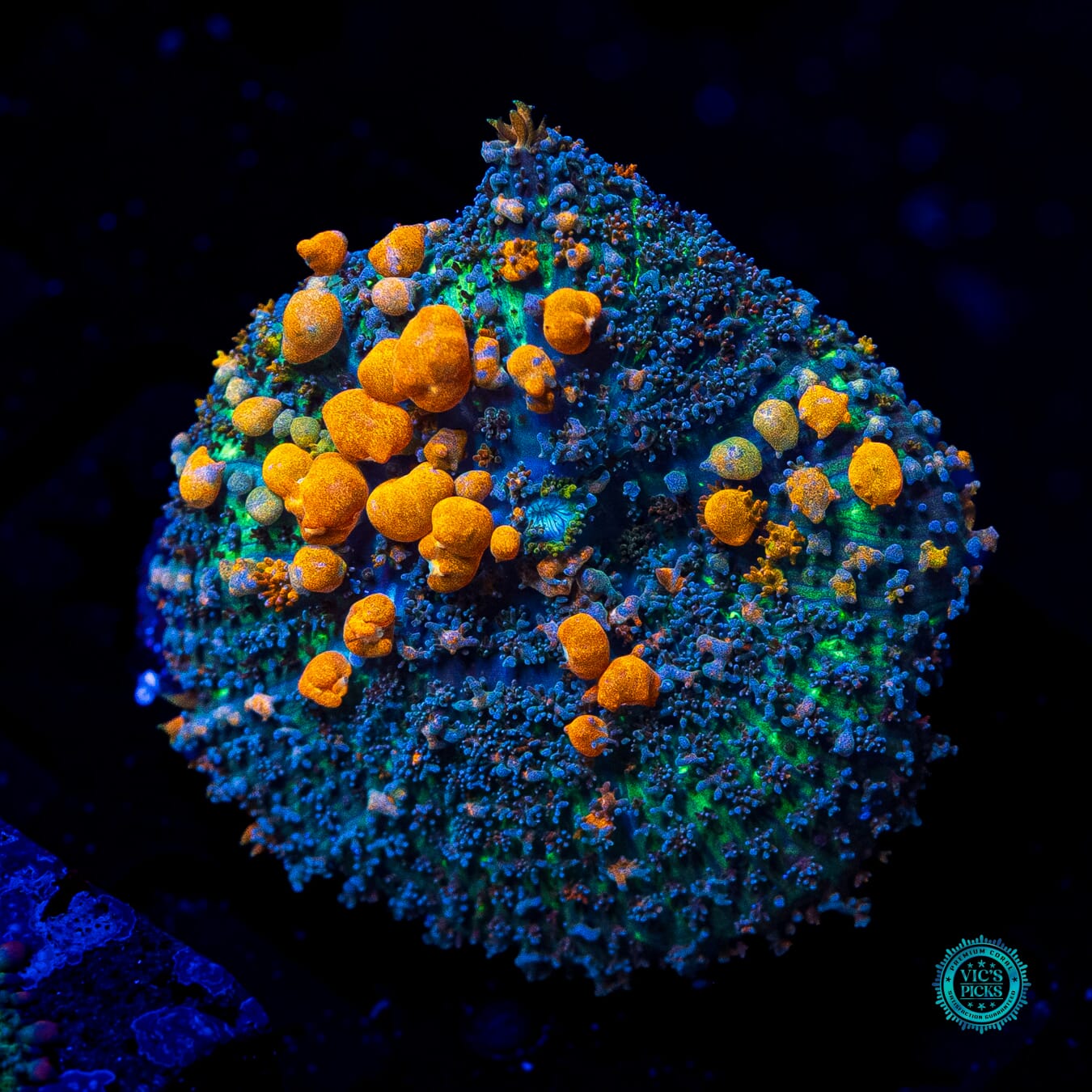 WWC Sunkist Bounce Mushroom - Daylight Photo