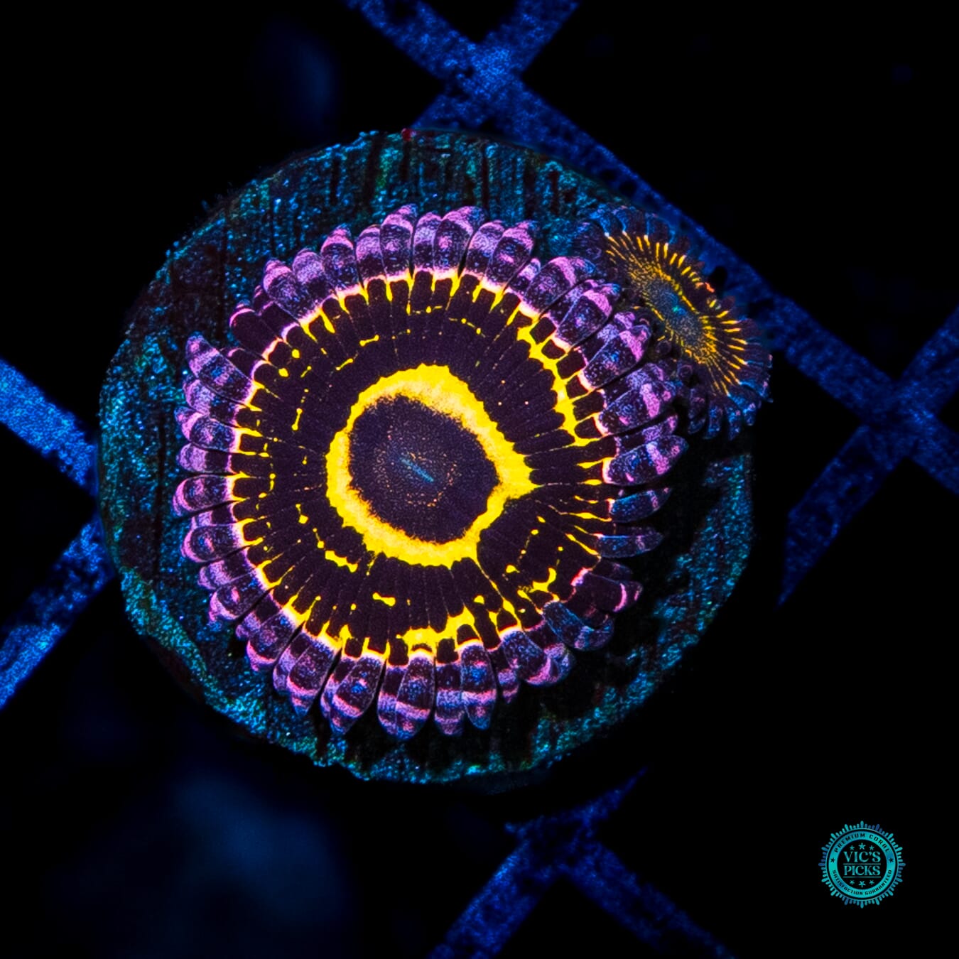 Stratosphere Zoanthid - Daylight Photo