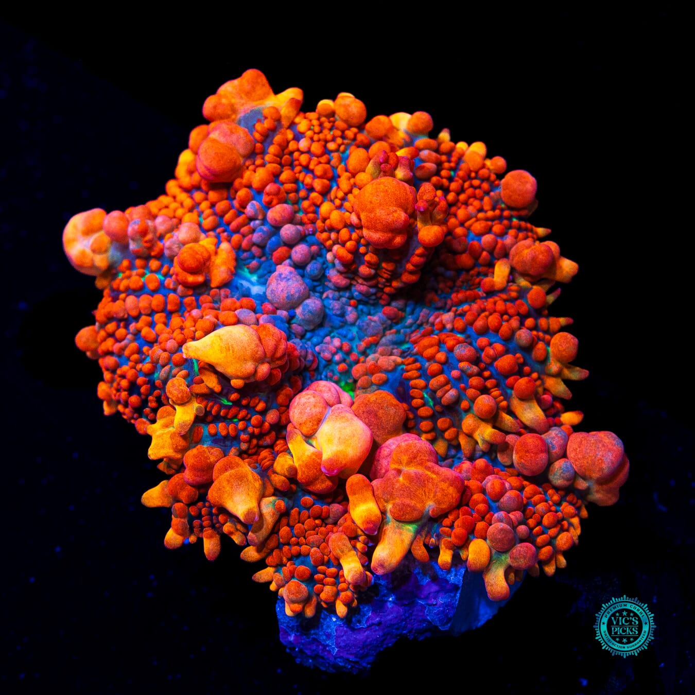 WWC King Julius Bounce Mushroom - Daylight Photo