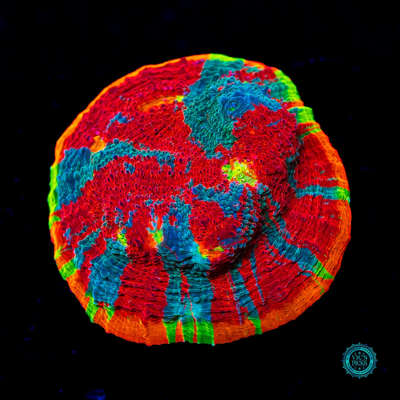 WWC Knockout Rainbow Chalice - Daylight Photo