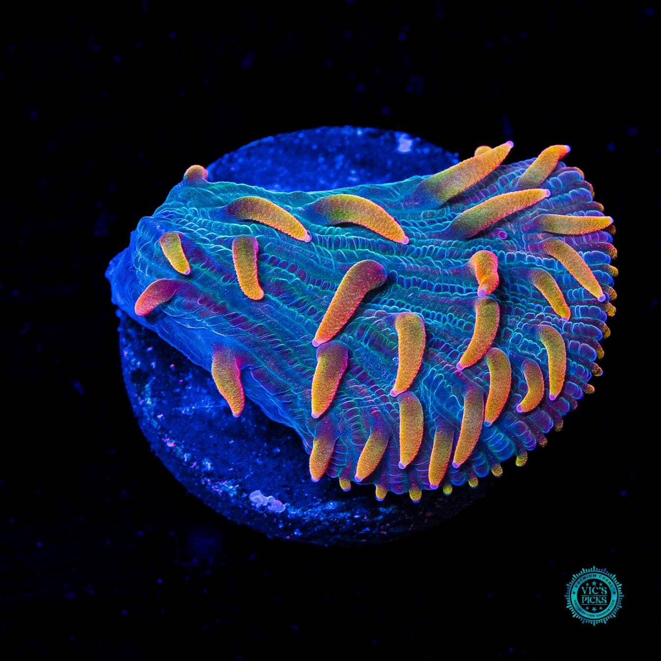 Martian Thunderstorm Diaseris Plate - Daylight Photo