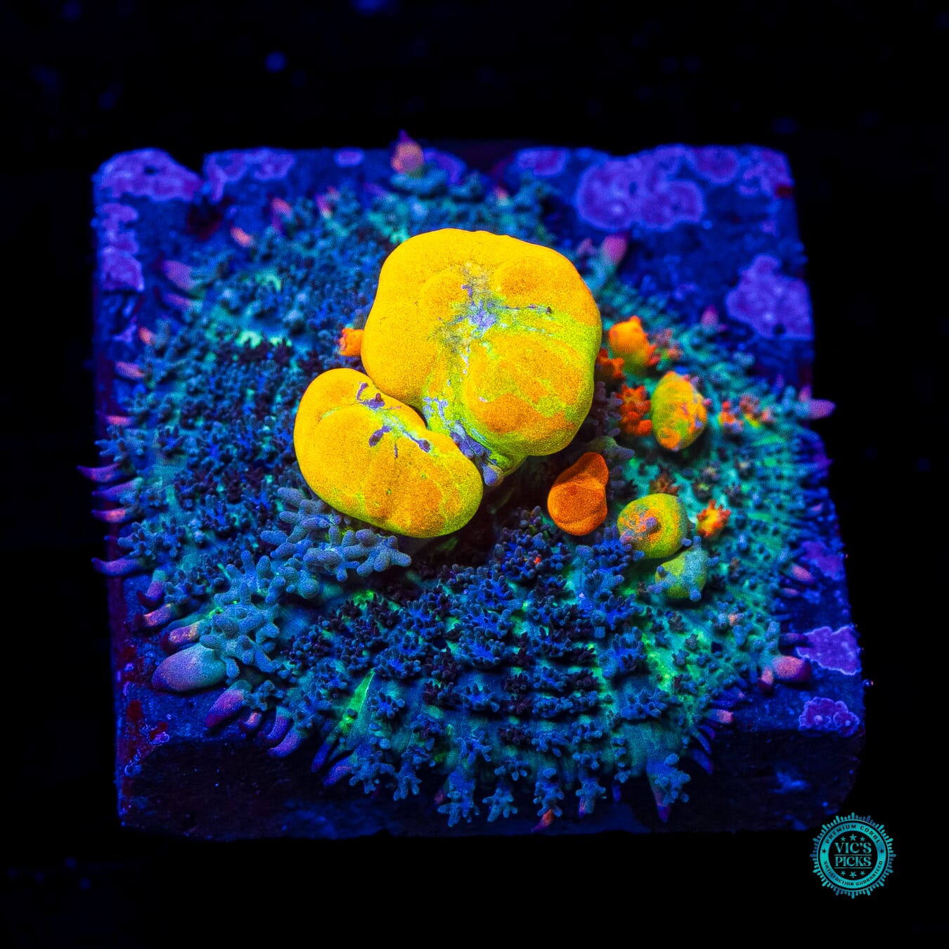 WWC OG Bounce Mushroom - Daylight Photo