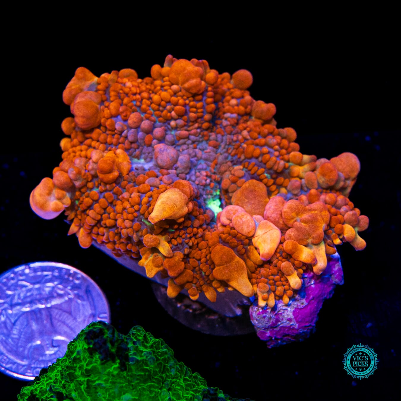 WWC King Julius Bounce Mushroom - Actinic Photo