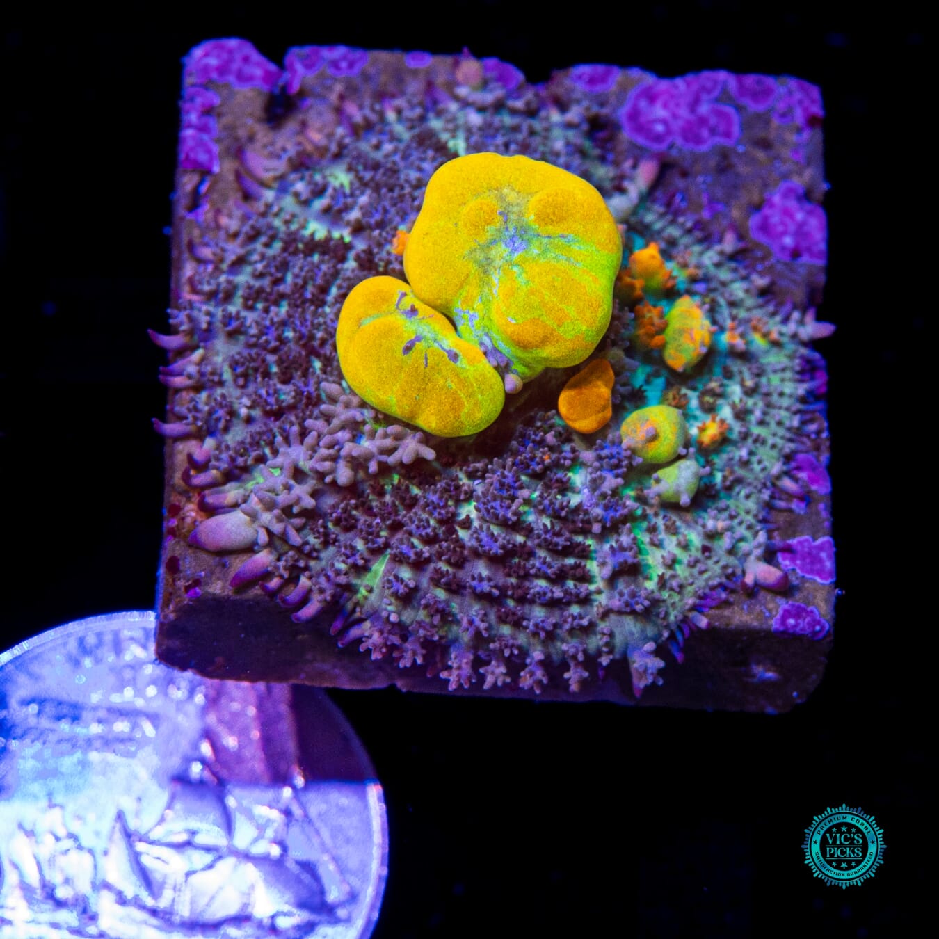 WWC OG Bounce Mushroom - Actinic Photo