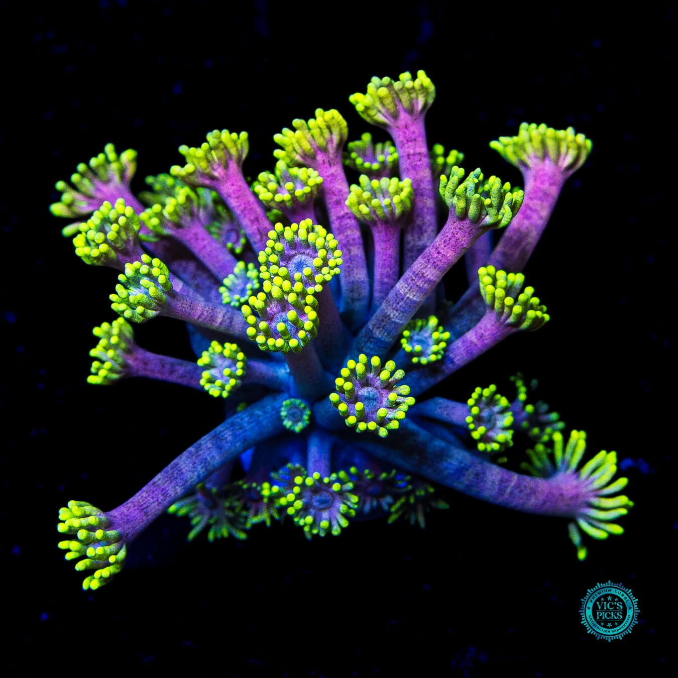 WWC Hail Hydra Goniopora - Daylight Photo