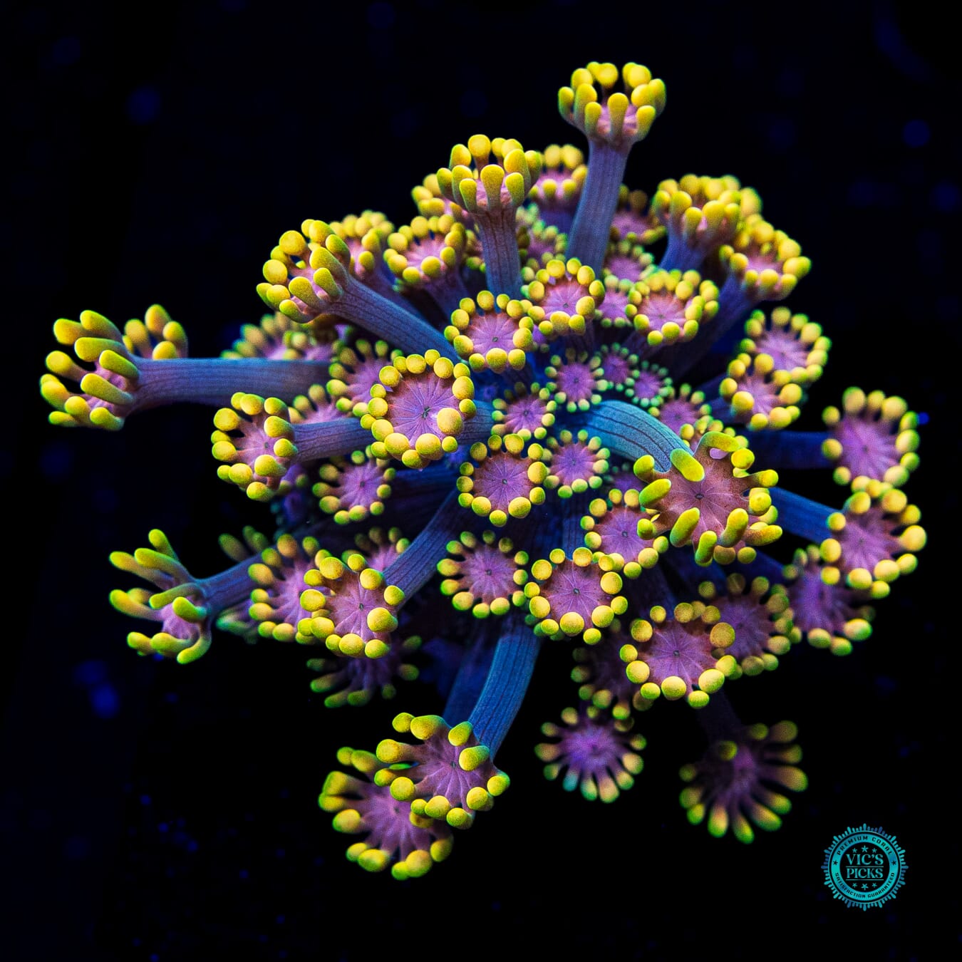 WWC Guava Berry Alveopora - Daylight Photo
