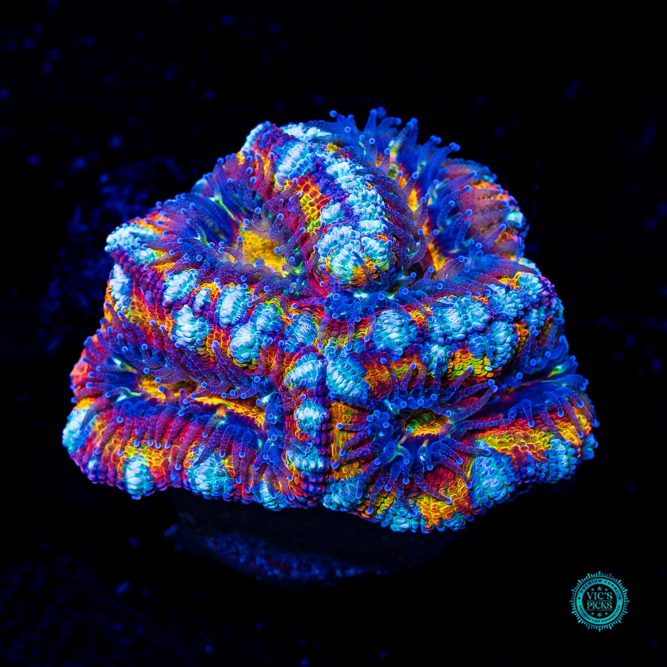 Hypnotic Aussie Lord - Daylight Photo