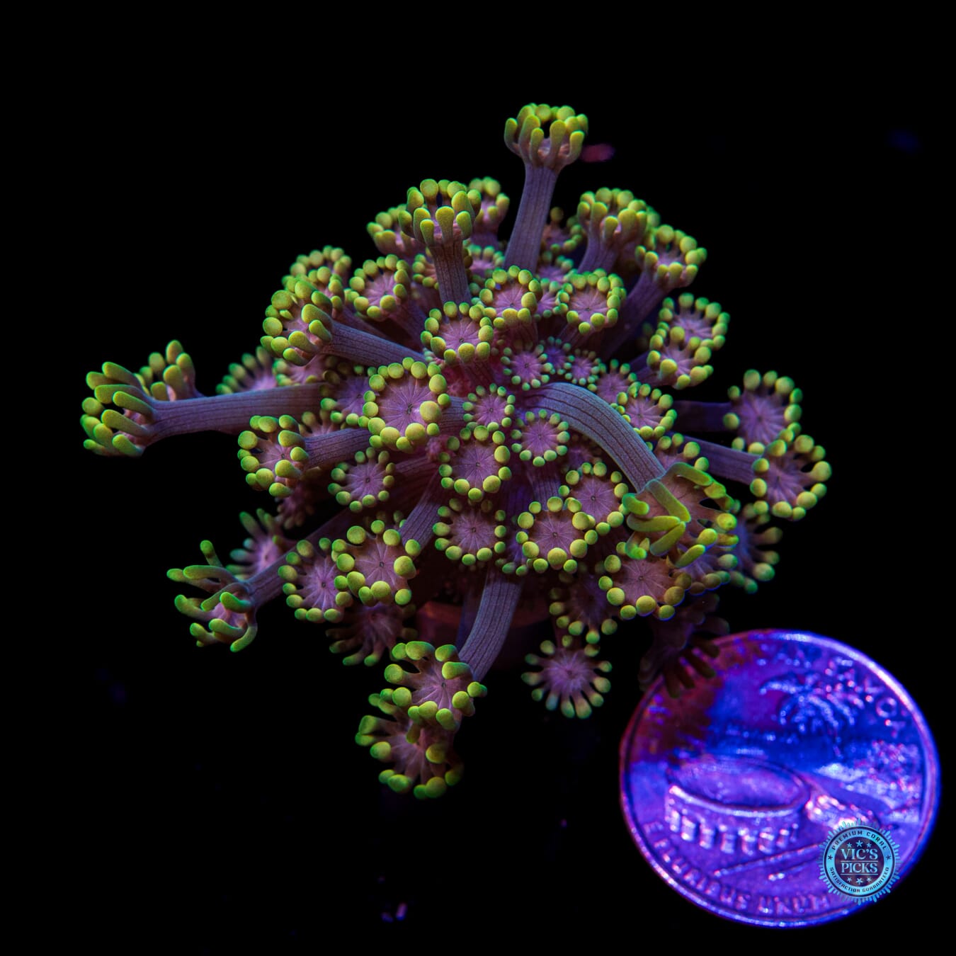 WWC Guava Berry Alveopora - Actinic Photo