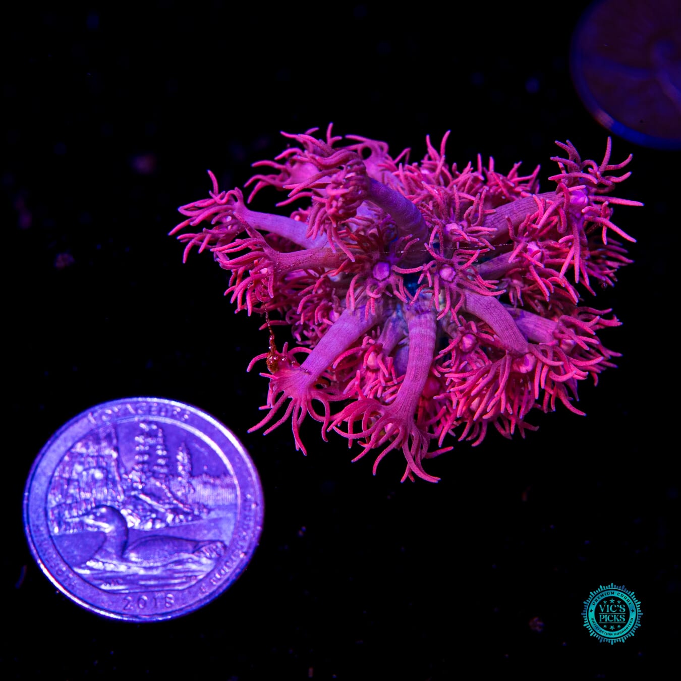 WWC Scorching Pink Lady Goniopora - Actinic Photo