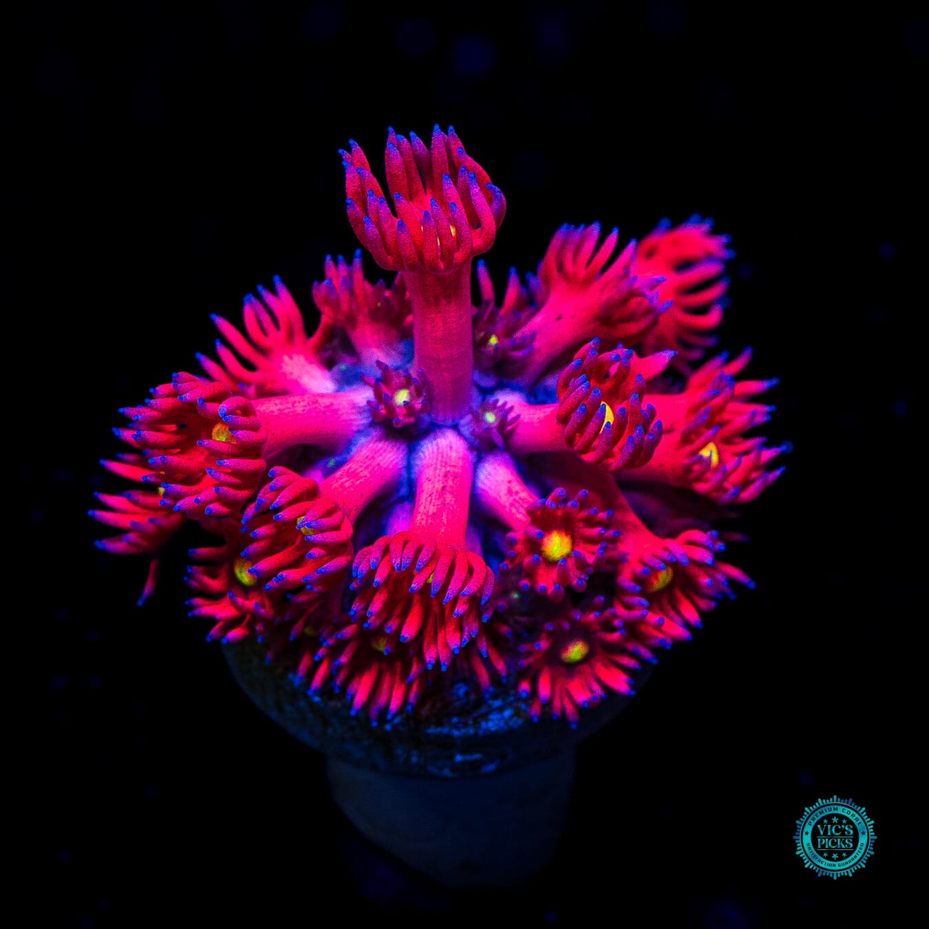 WWC Cherry Bonkerz Goniopora - Daylight Photo