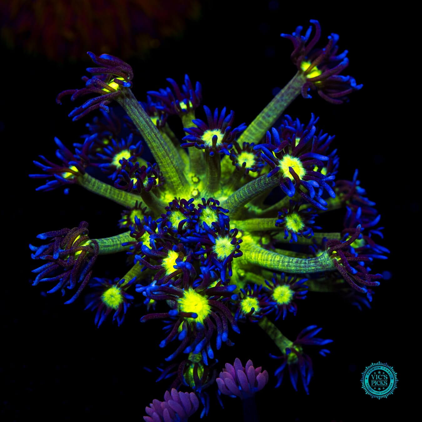WWC Shadow Flame Goniopora - Daylight Photo