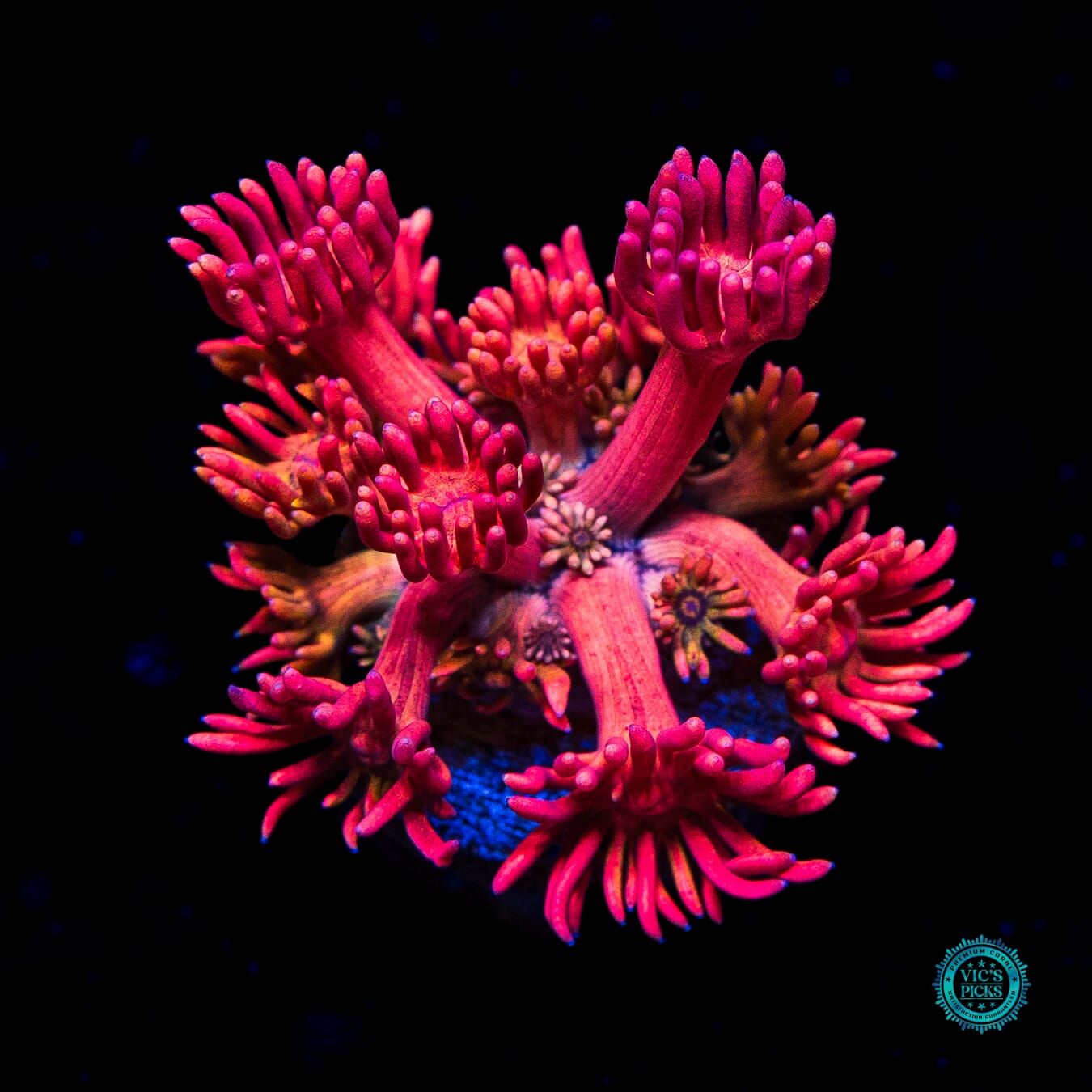 Orange Passion Goniopora - Daylight Photo