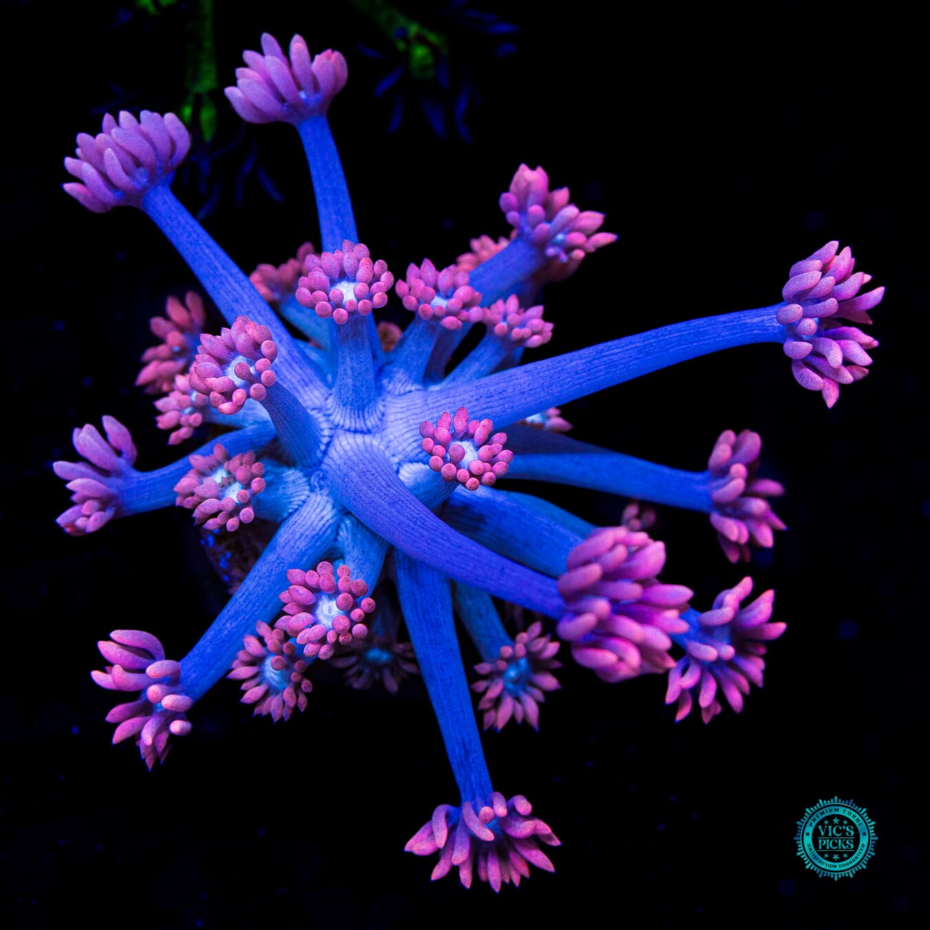 WWC Sixteen Candles Goniopora - Daylight Photo