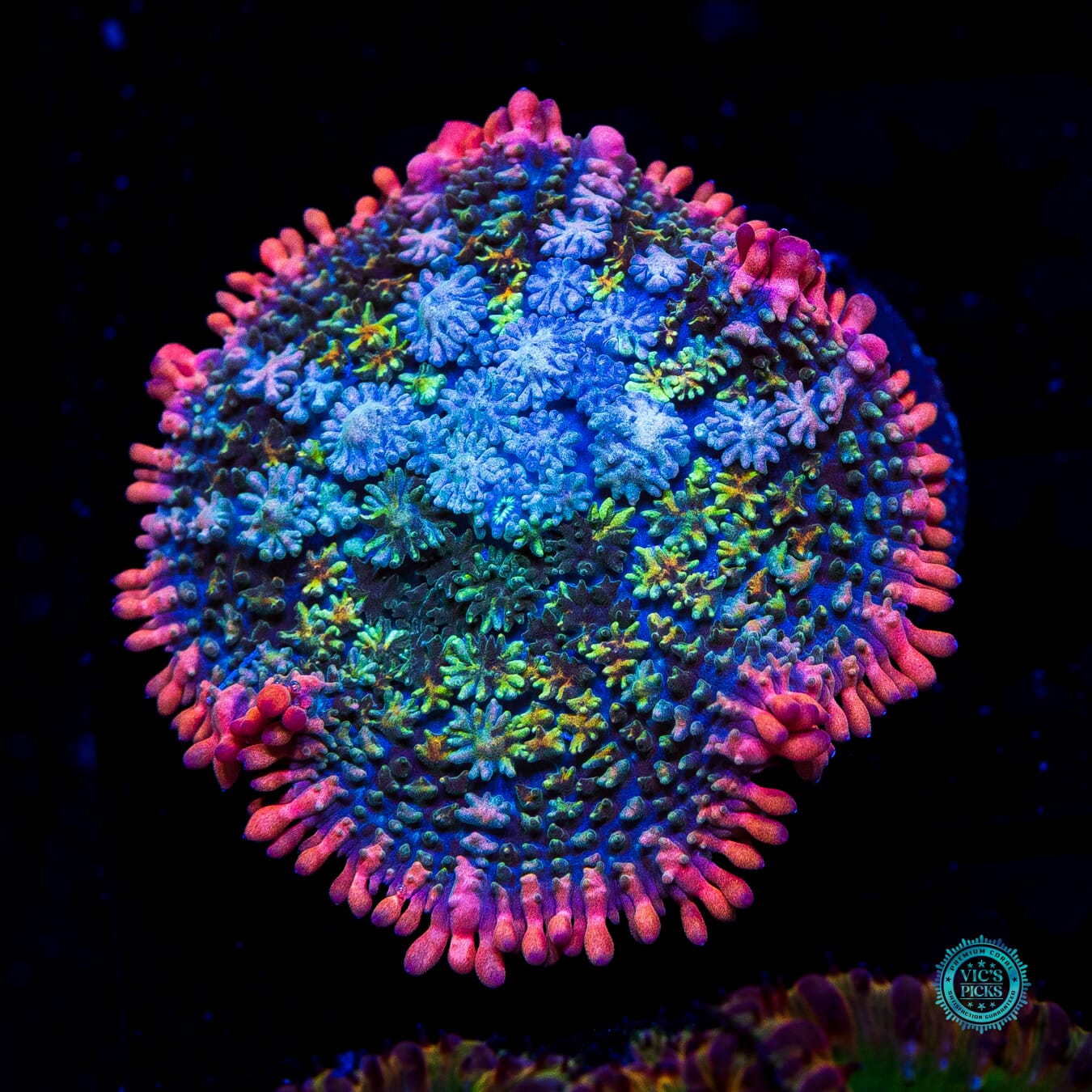 WWC Paradise Cove Carpet Mushroom - Daylight Photo