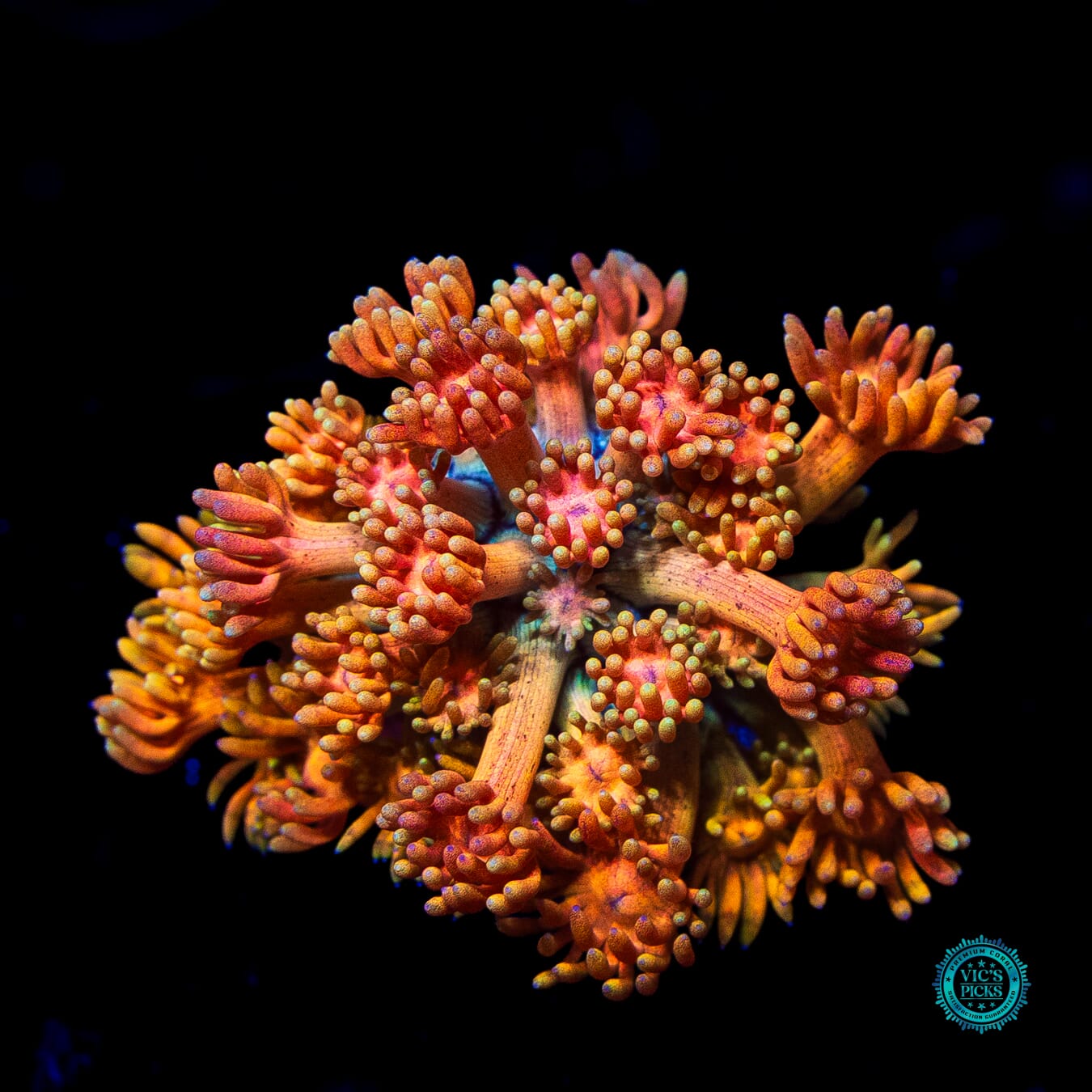WWC Mango King Goniopora - Daylight Photo