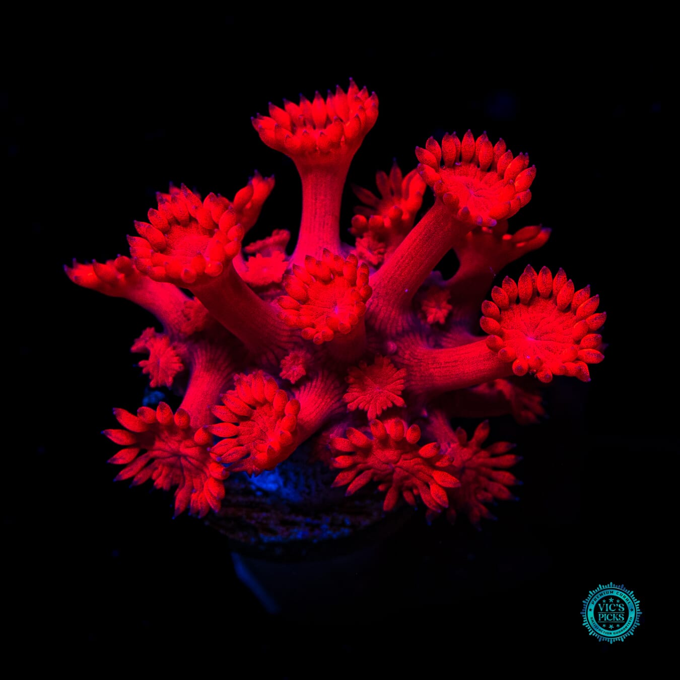 Pyroblast Goniopora - Daylight Photo