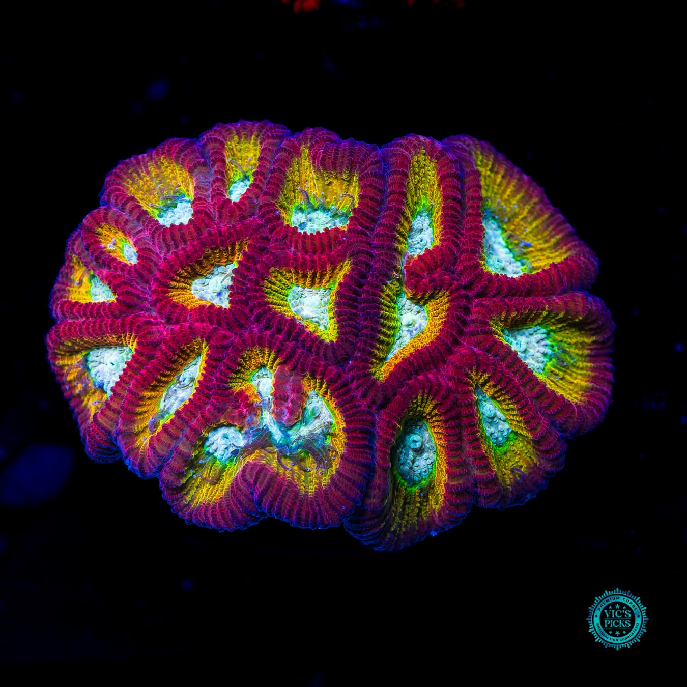 WWC Fantasmo Favia - Daylight Photo
