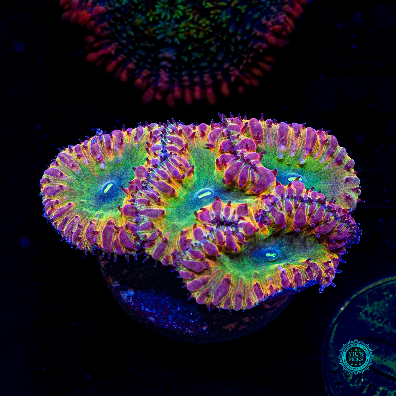 Tropical Temptation Blastomussa