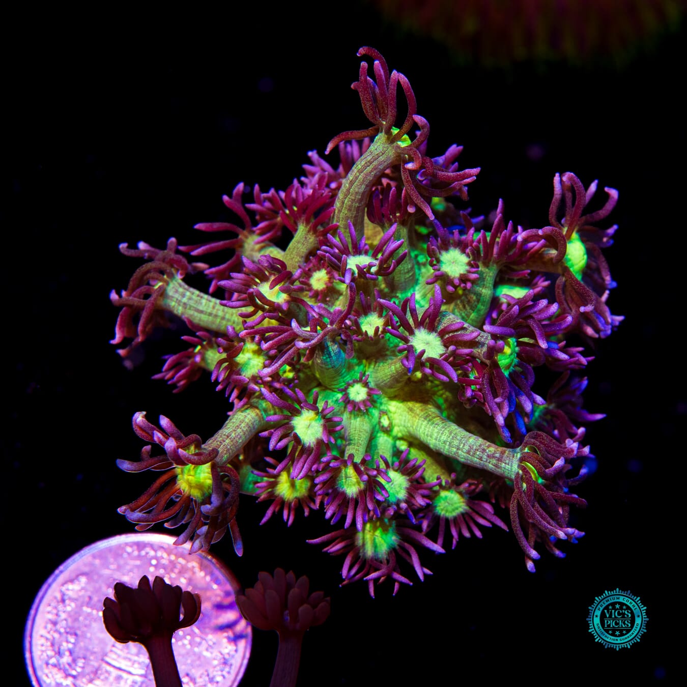 WWC Shadow Flame Goniopora - Actinic Photo