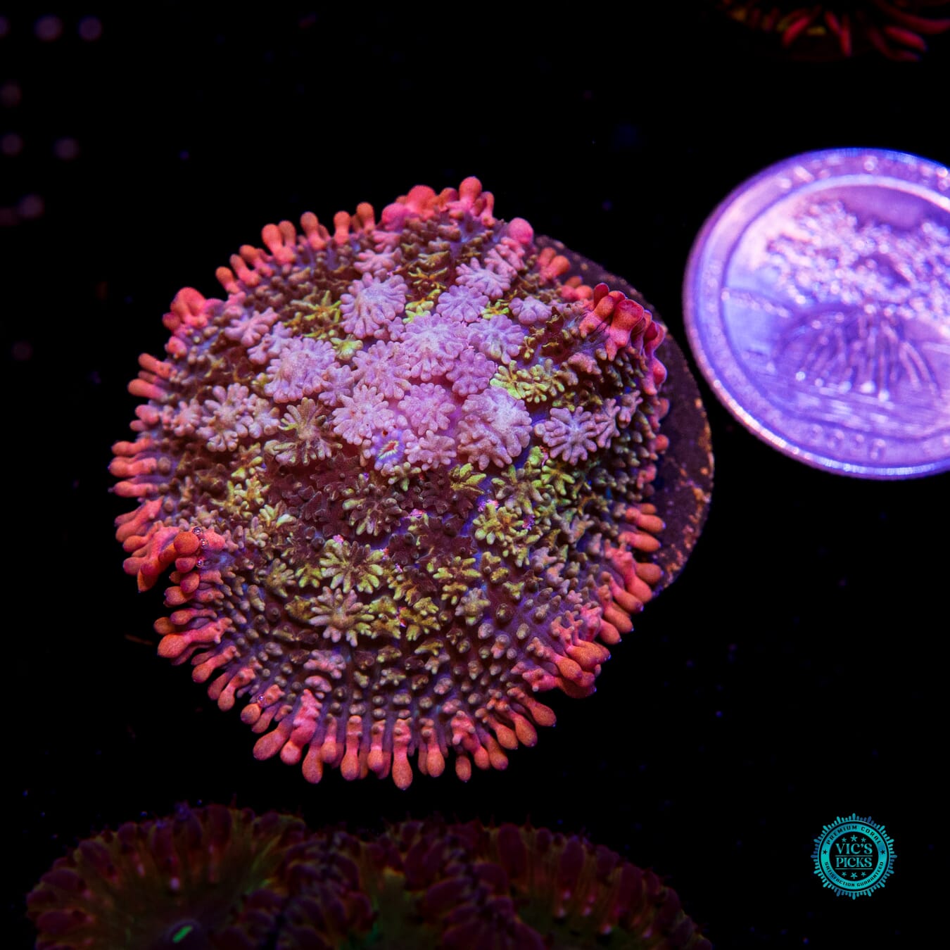 WWC Paradise Cove Carpet Mushroom - Actinic Photo