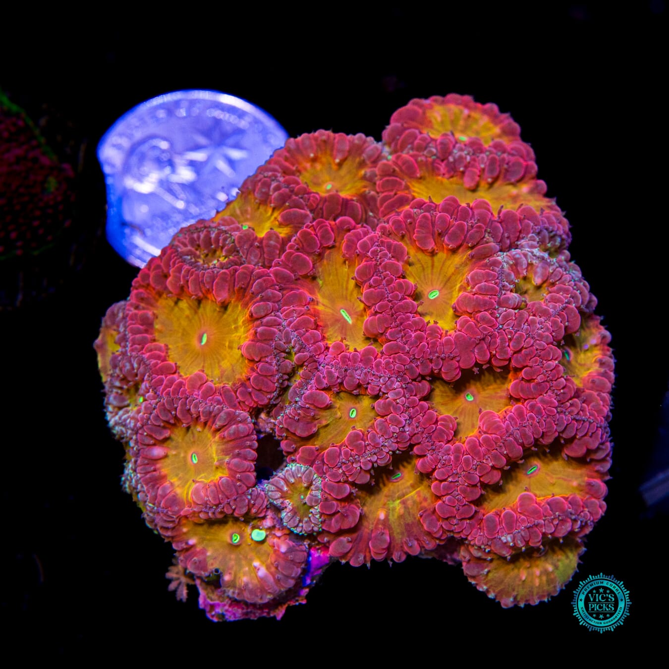 Molten Core Blastomussa - Actinic Photo
