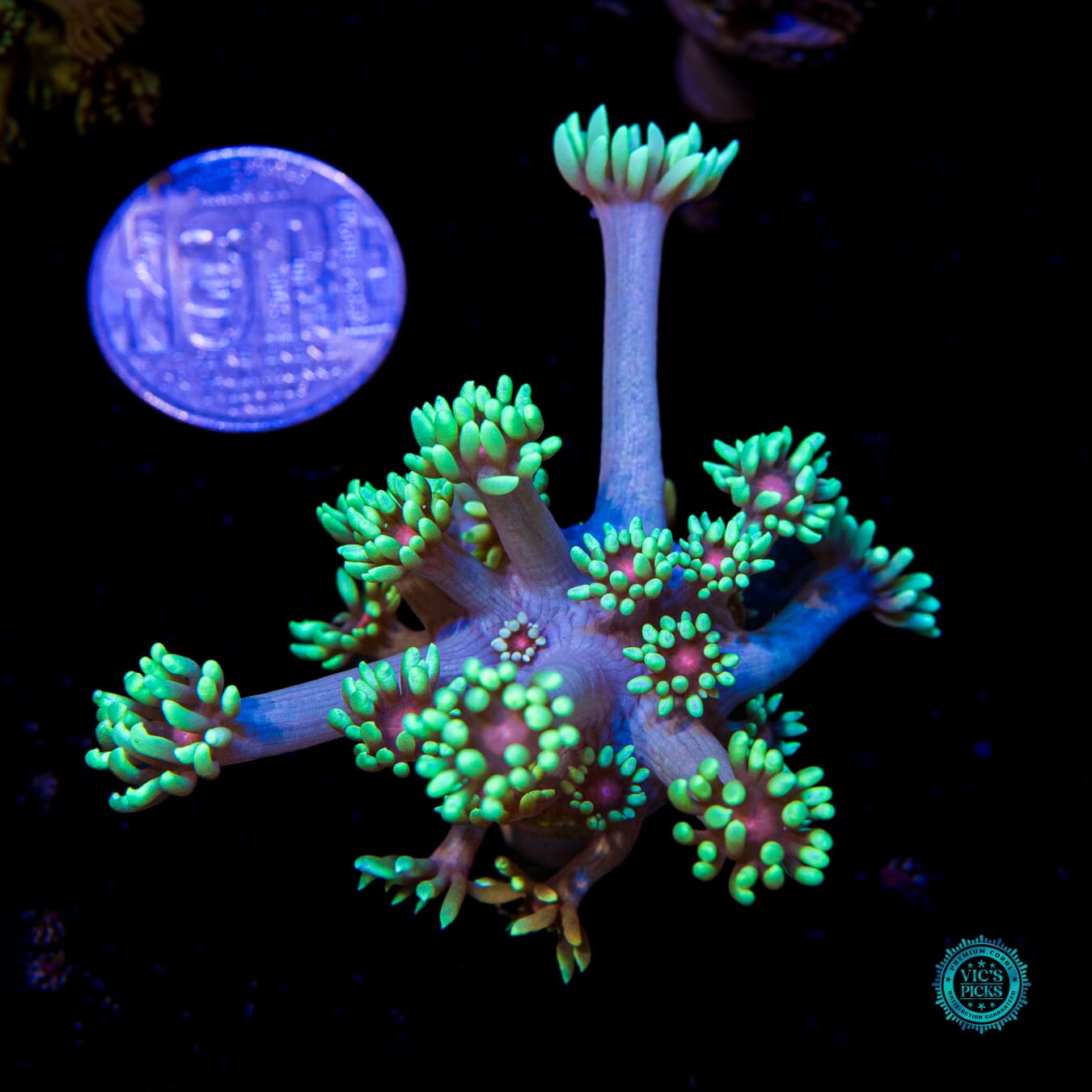 WWC Poison Nova Goniopora - Actinic Photo