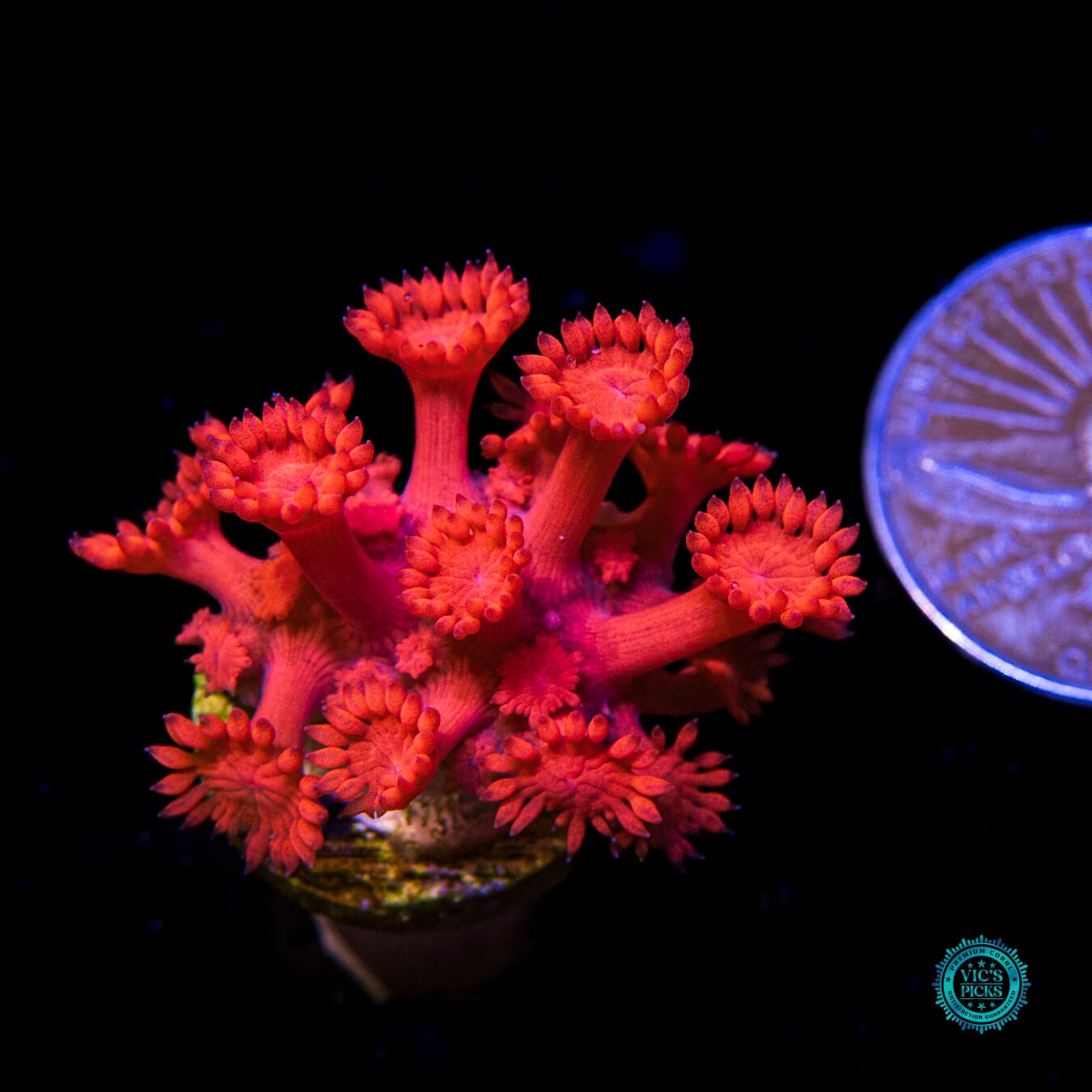 Pyroblast Goniopora - Actinic Photo