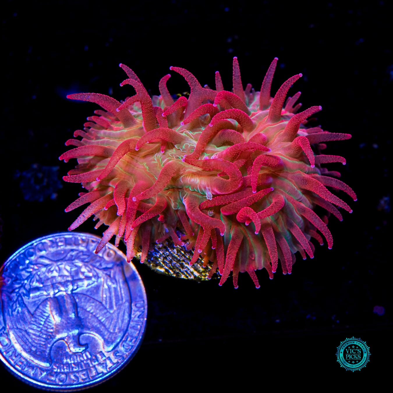 WWC Zombie Apocalypse Diaseris - Actinic Photo