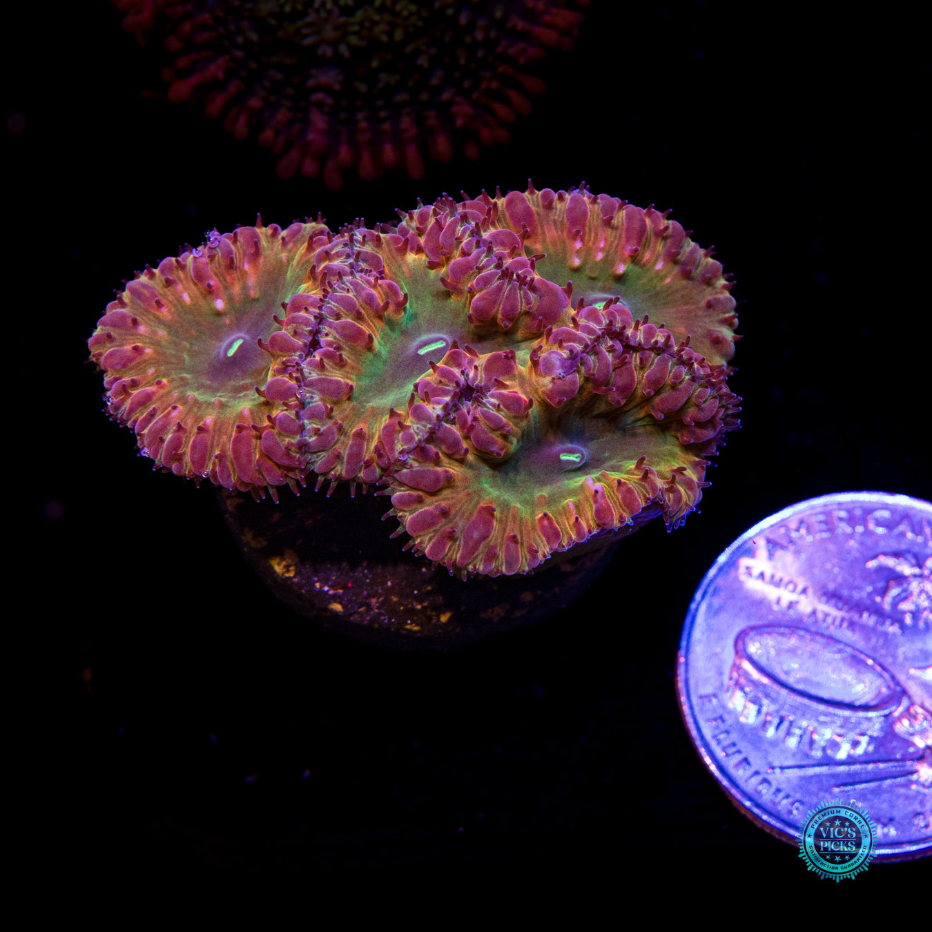 Tropical Temptation Blastomussa