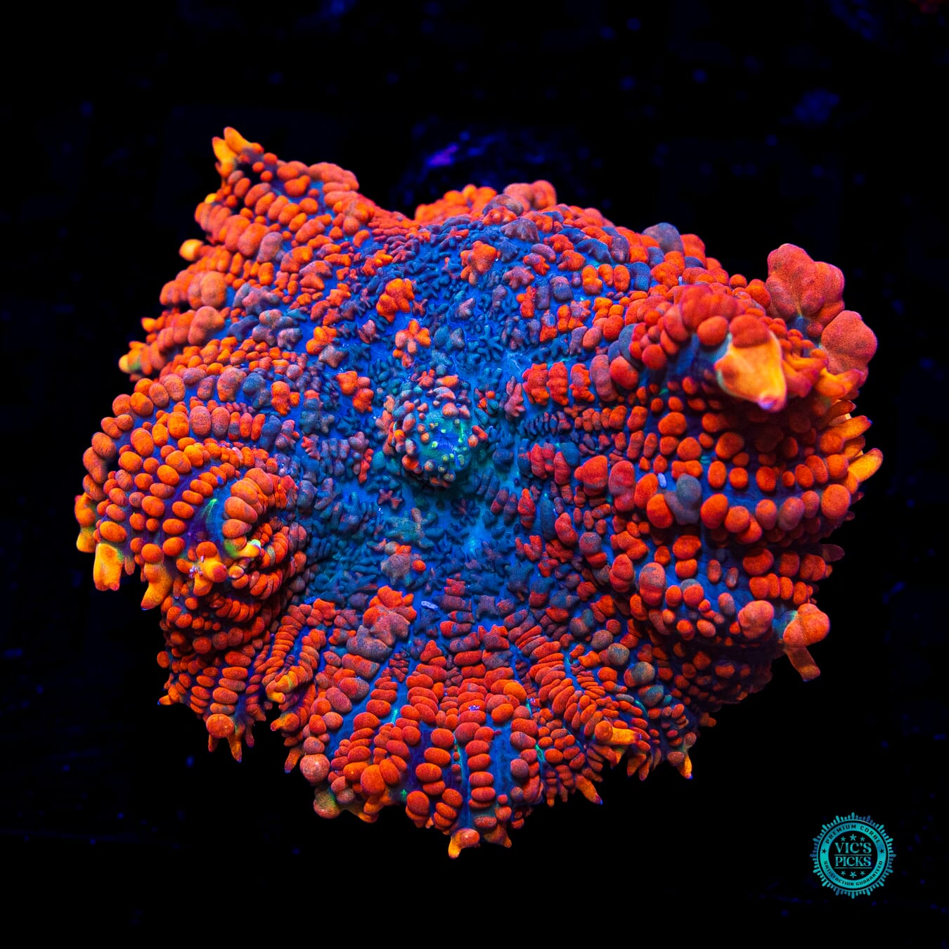 WWC King Julius Rhodactis Mushroom - Daylight Photo