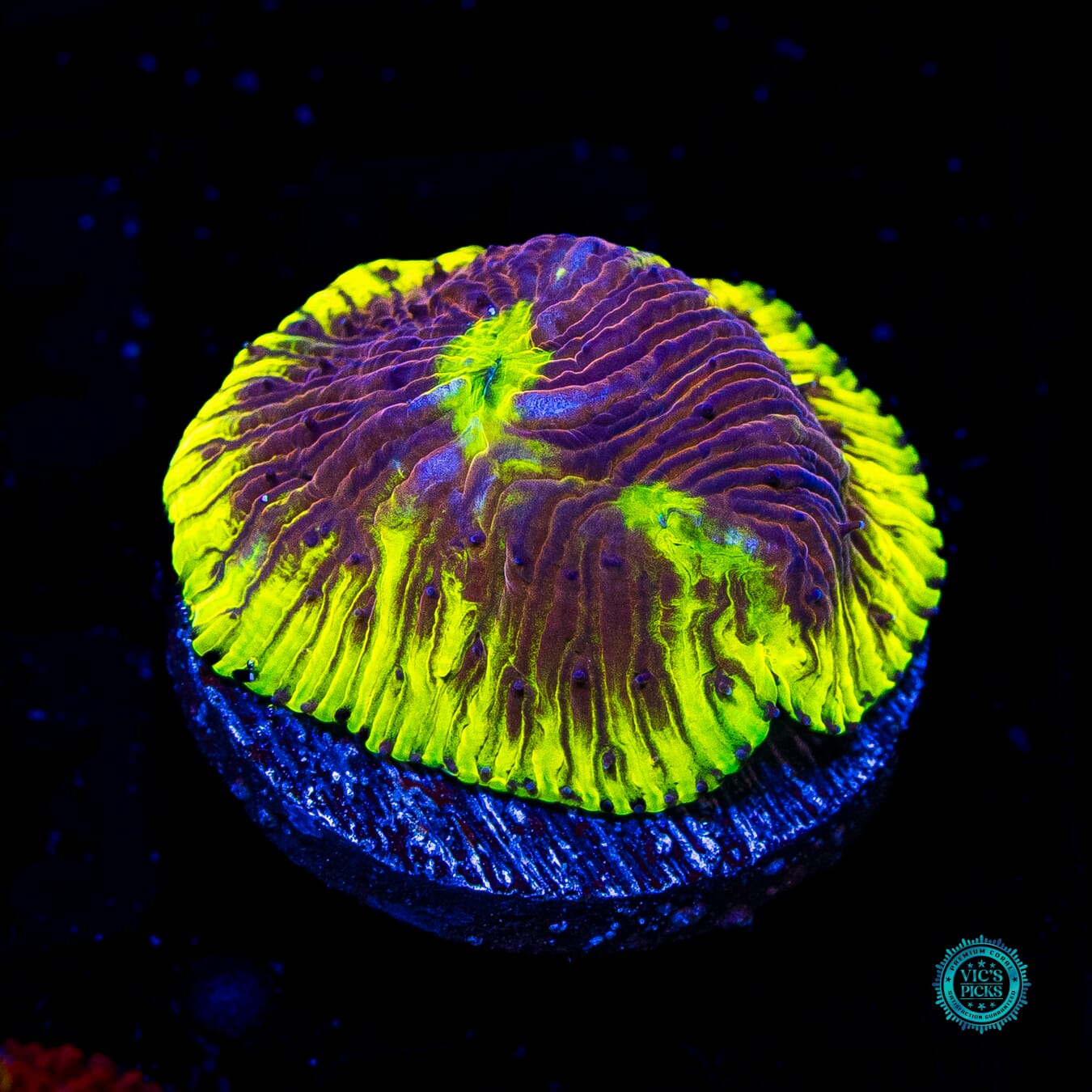 WWC Henchman Diaseris Plate - Daylight Photo