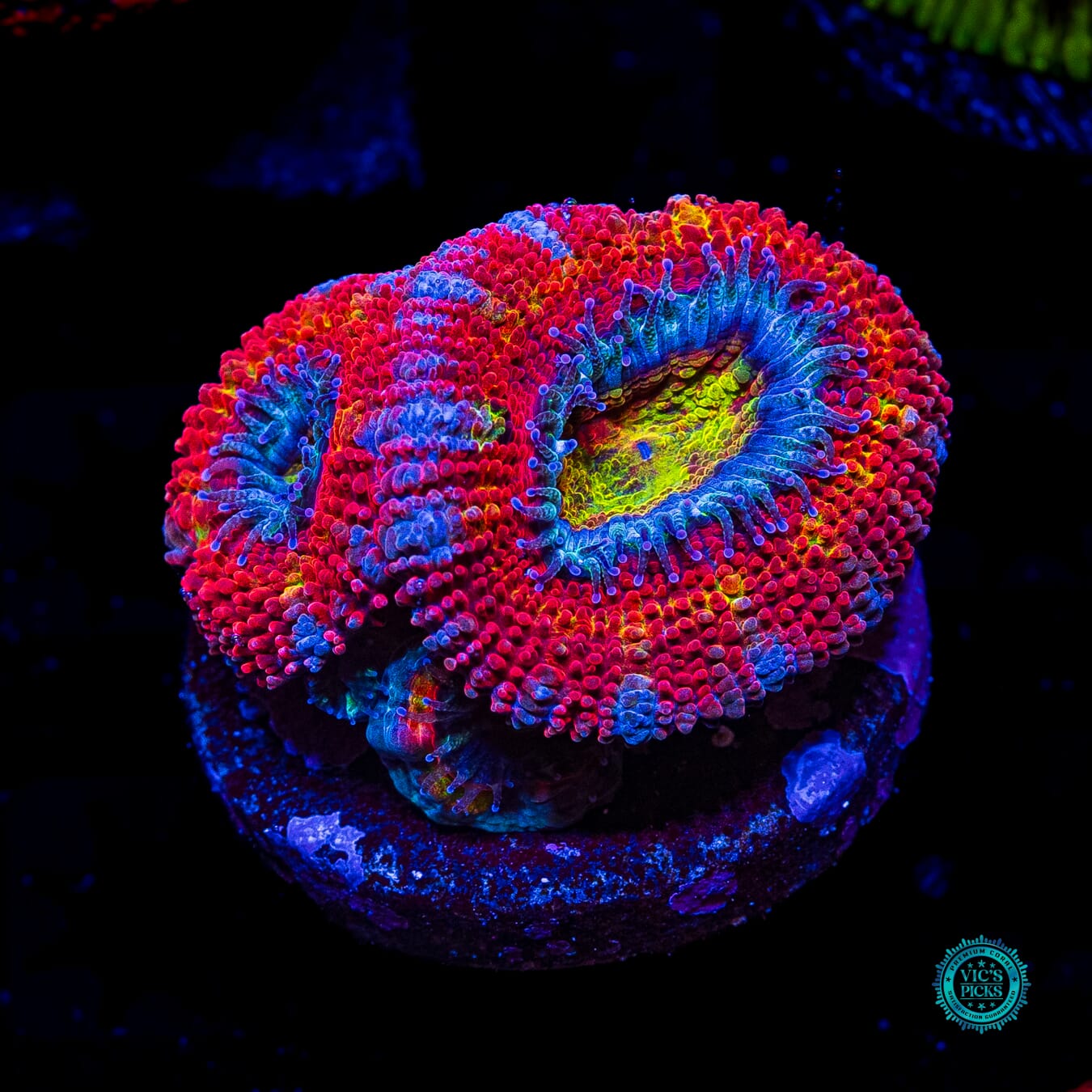 Lava Bomb Aussie Lord - Daylight Photo