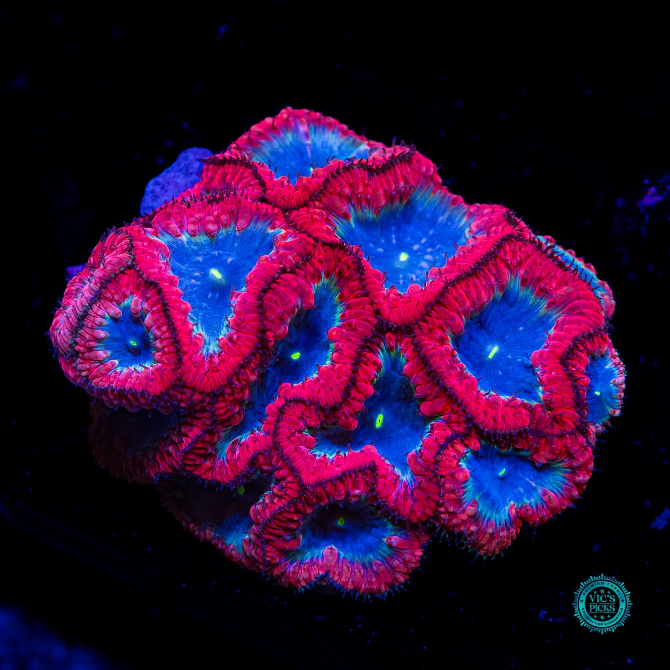 Spidey Webz Blastomussa - Daylight Photo